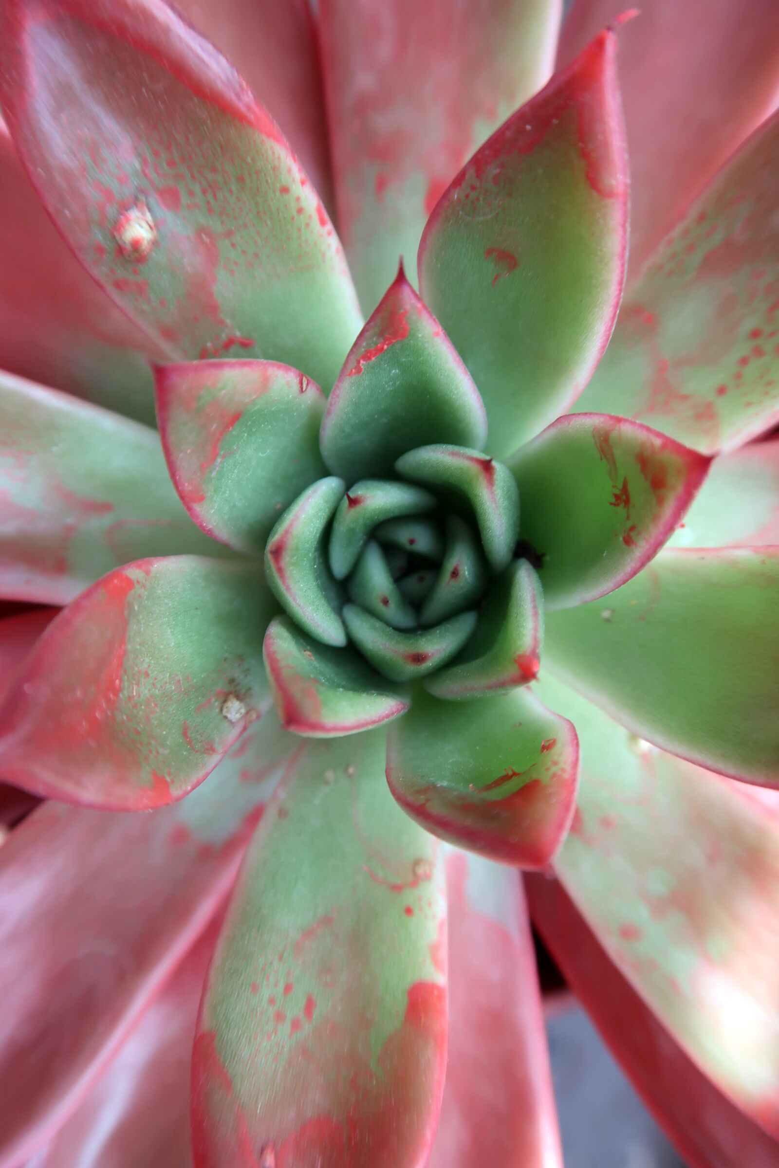 Canon PowerShot G7 X Mark II sample photo. Succulent, spring, garden photography