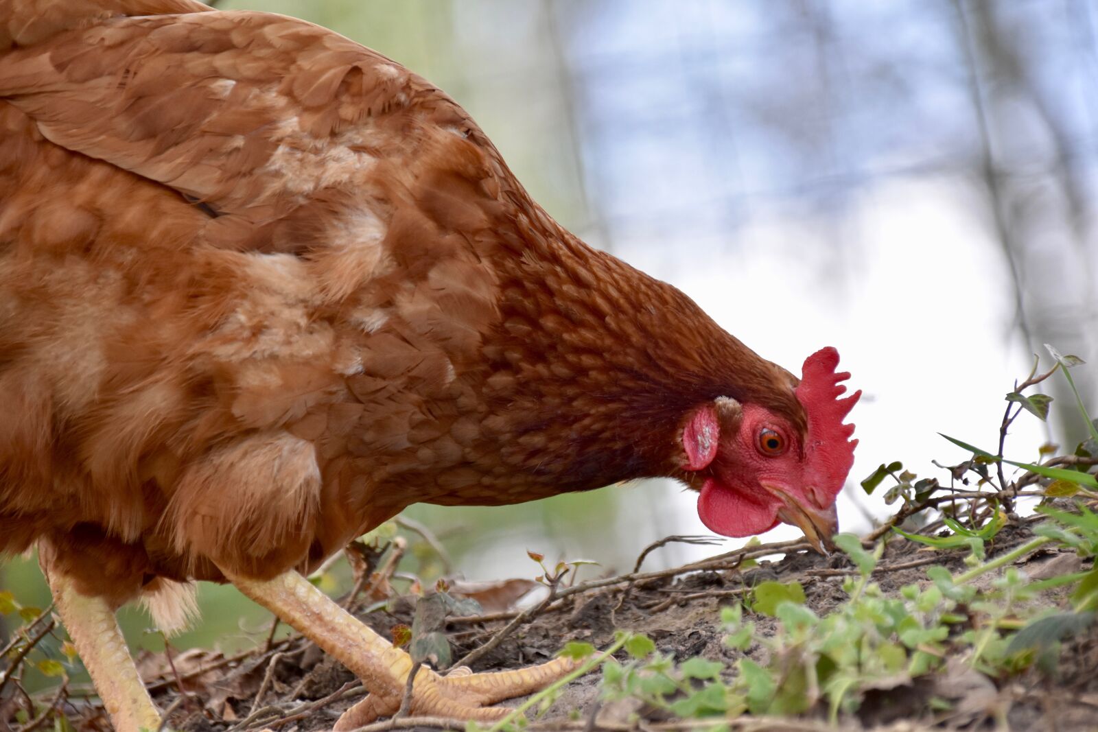 Nikon D5600 sample photo. Hens, laying hens, poultry photography