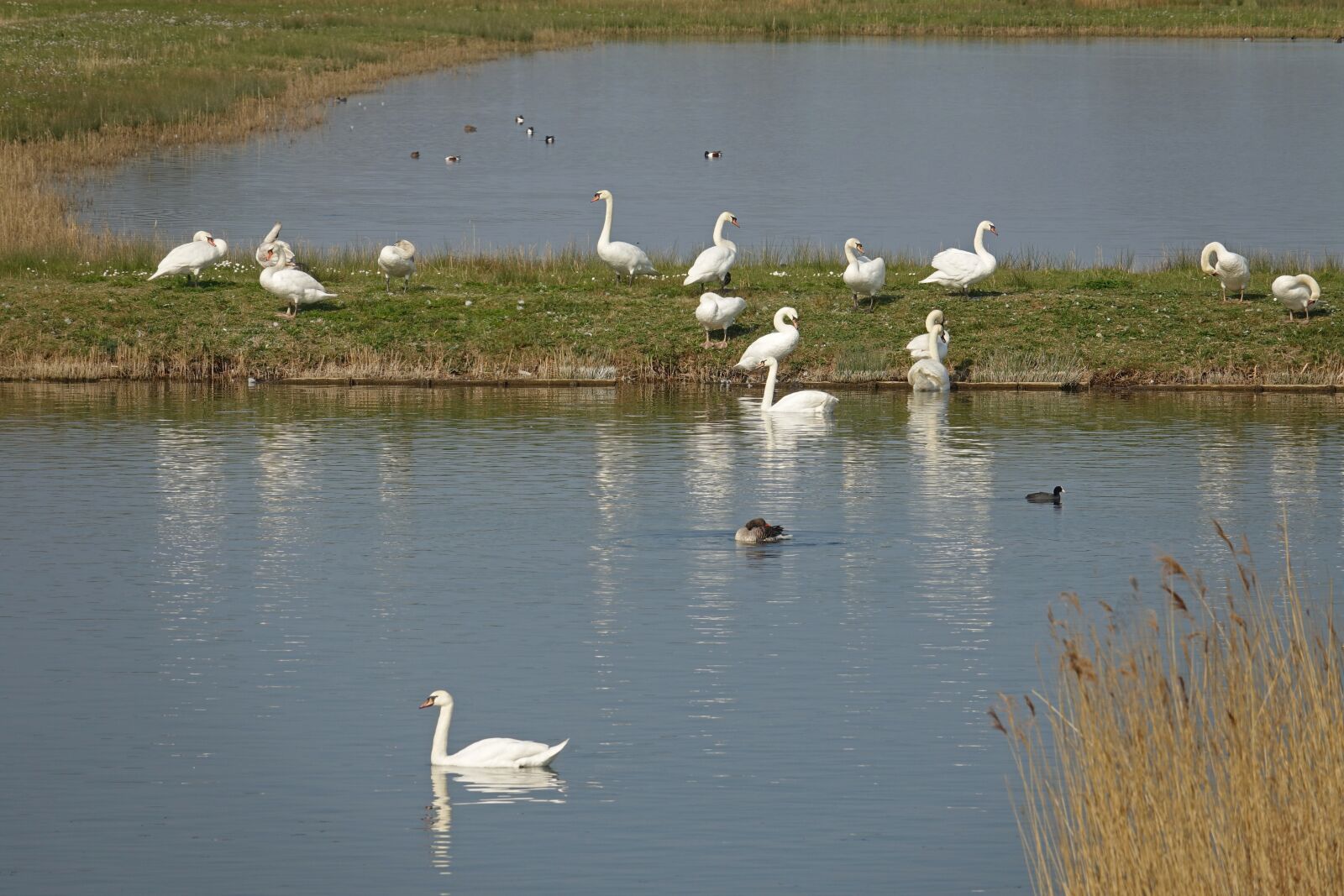 Sony Cyber-shot DSC-RX10 III sample photo. Swan, swans, water birds photography