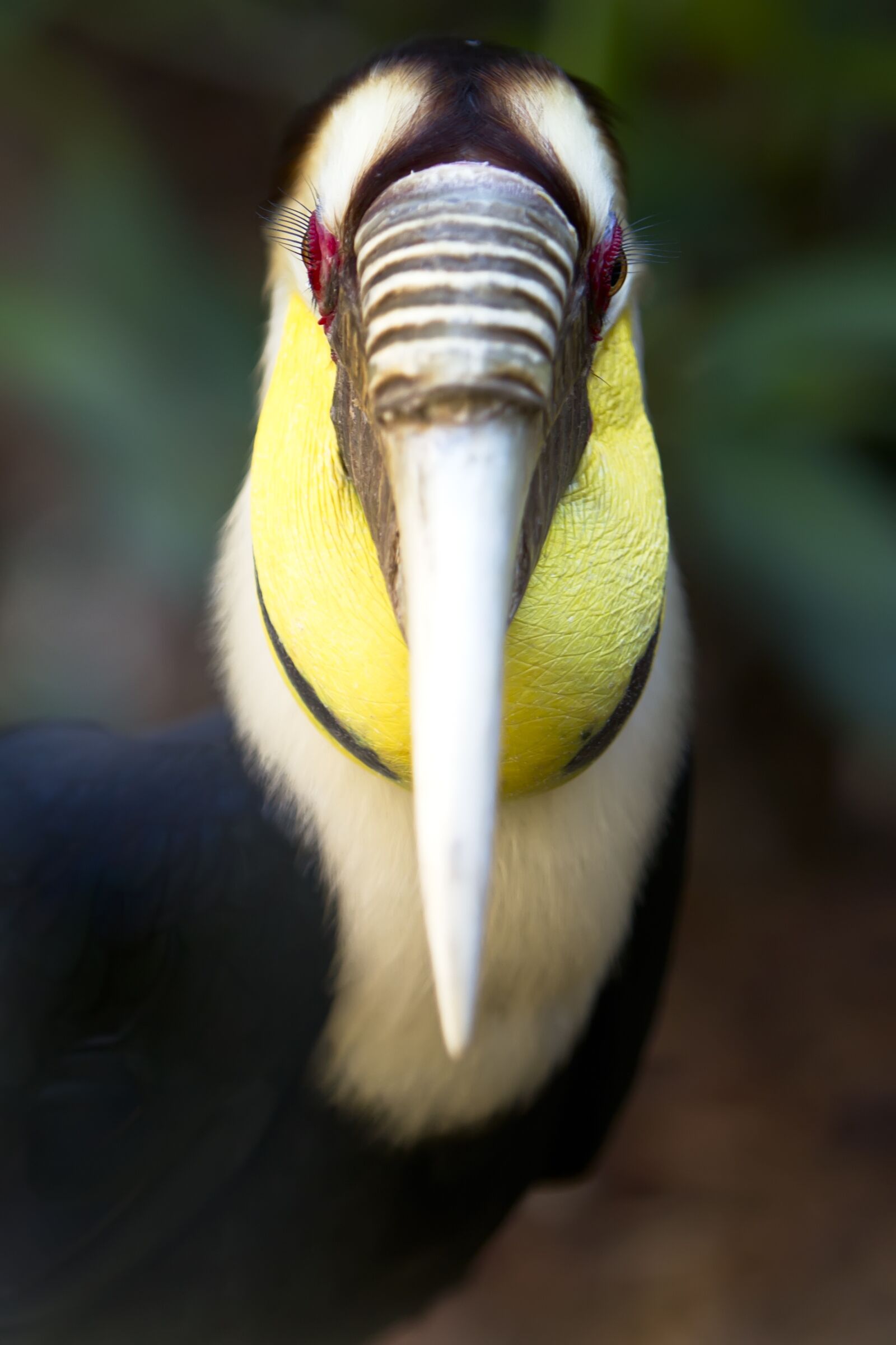 Canon EOS 7D sample photo. Exotic bird, bird, colorful photography