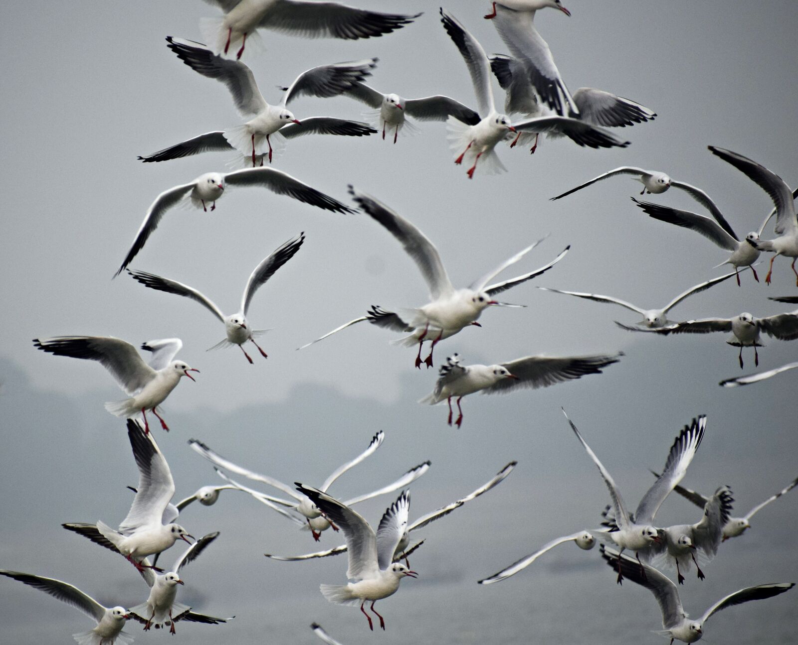 Nikon D3300 sample photo. Seagulls, birds, sea photography