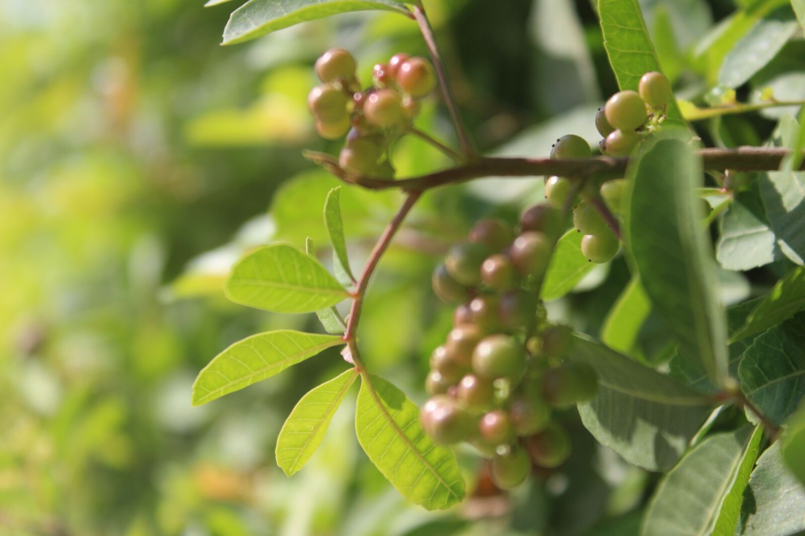 Canon EOS 100D (EOS Rebel SL1 / EOS Kiss X7) sample photo. Nature, leaf, flora photography