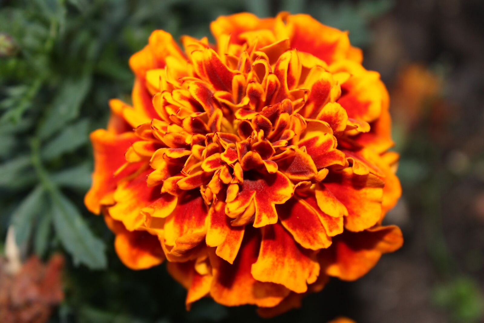 Canon EOS 600D (Rebel EOS T3i / EOS Kiss X5) sample photo. Blossom, bloom, orange photography