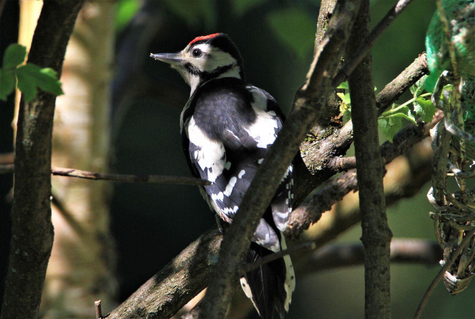 Tamron SP 150-600mm F5-6.3 Di VC USD sample photo. Great spotted woodpecker, young photography