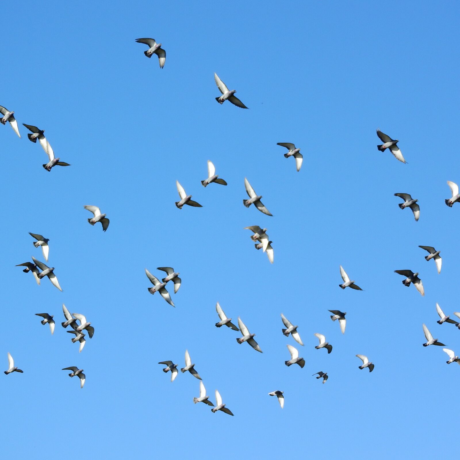 Nikon Coolpix P610 sample photo. Flying birds, a flock photography