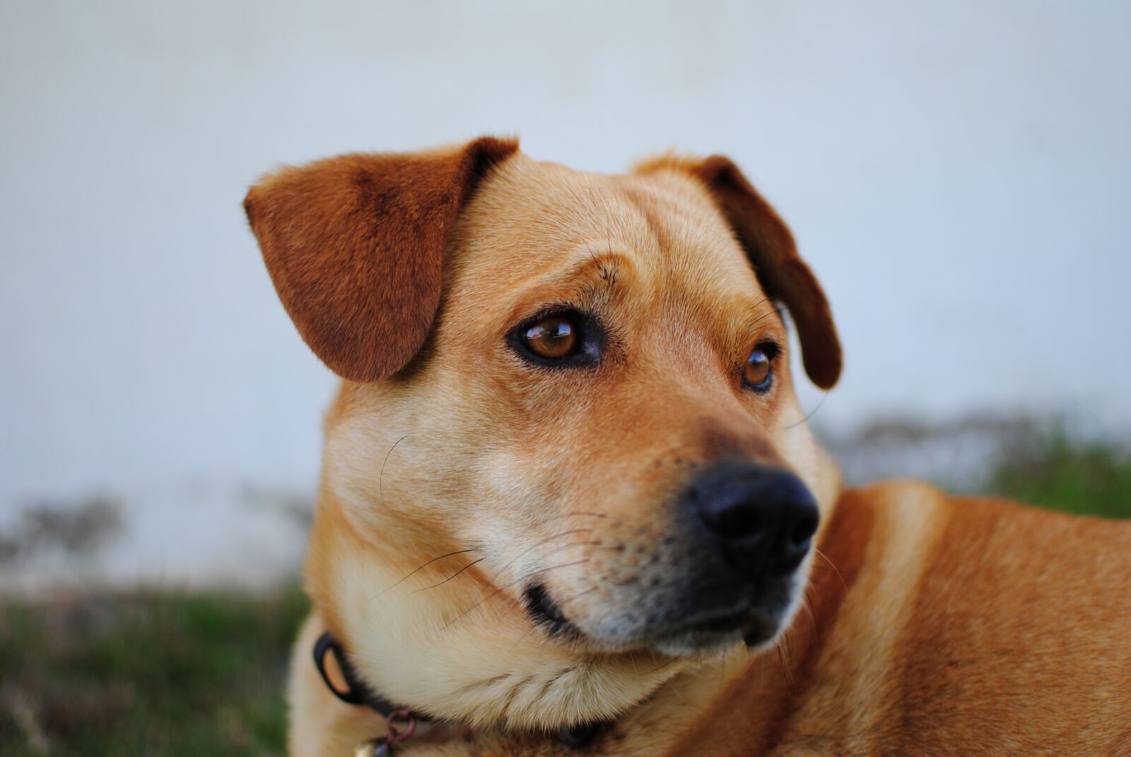 Nikon D3000 sample photo. Animal, canine, close-up photography