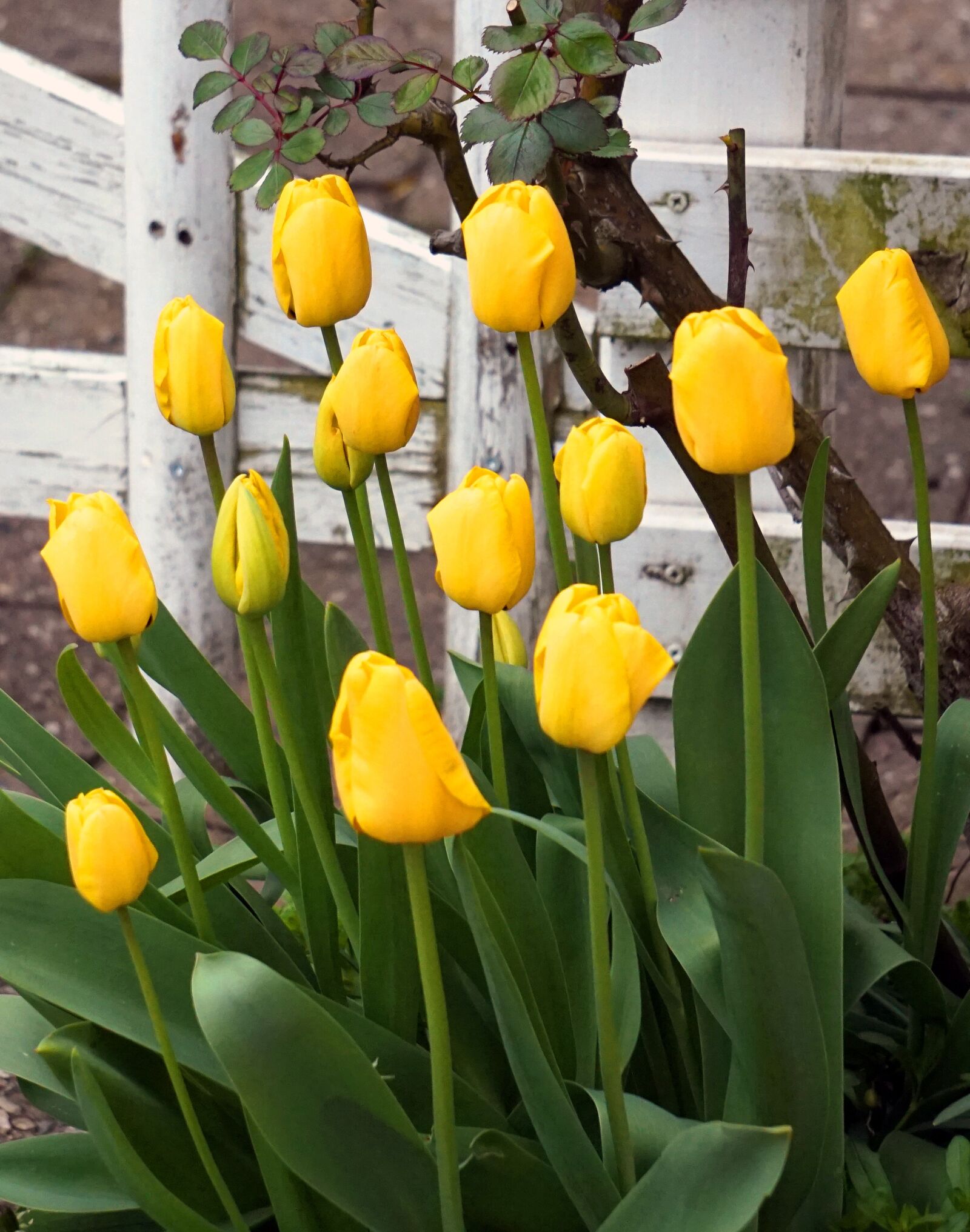 Sony Alpha a5000 (ILCE 5000) + Sony E 55-210mm F4.5-6.3 OSS sample photo. Tulip, yellow, flower photography
