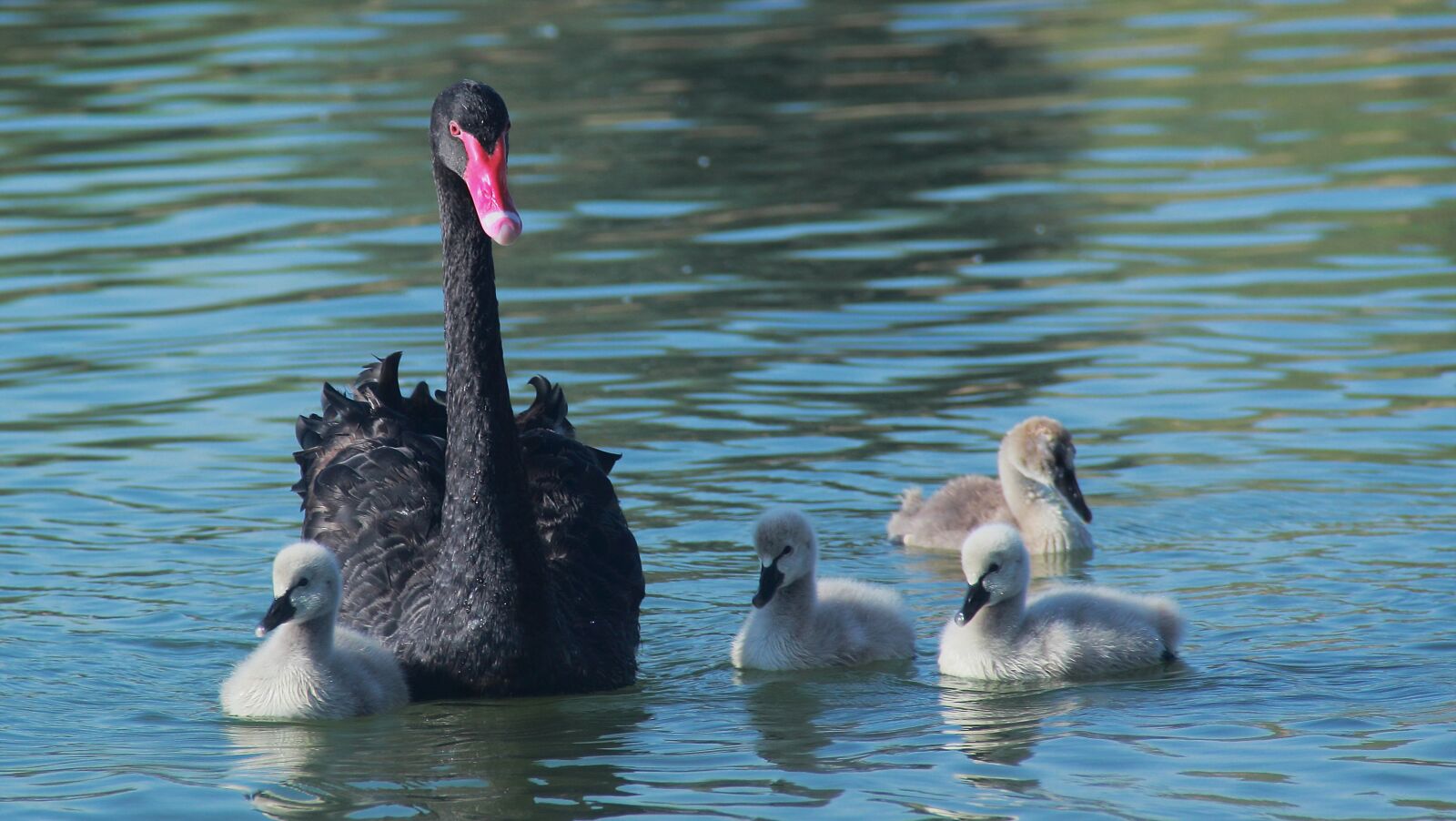 Canon EOS 60D sample photo. Water, bird, swan photography