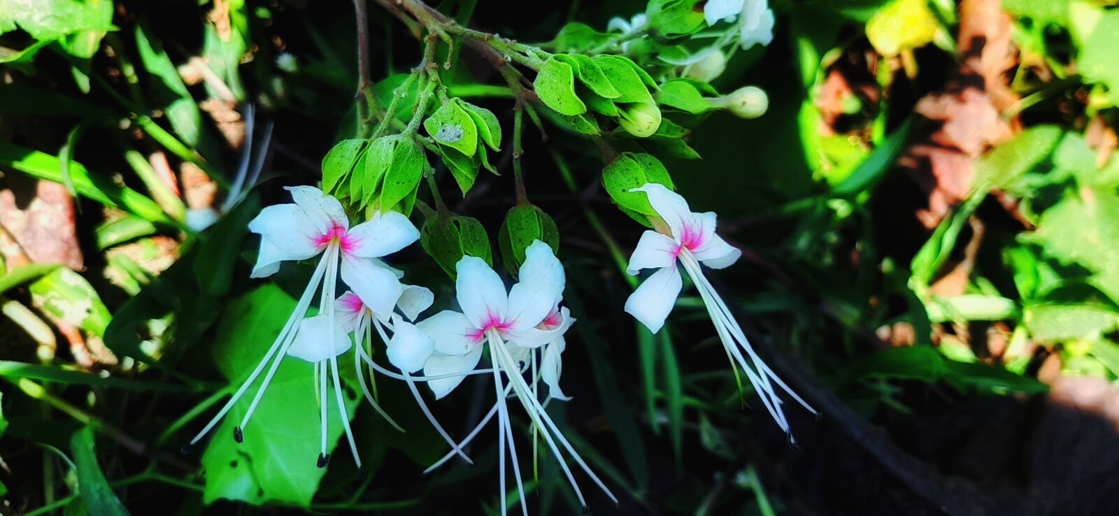 Samsung SM-A505F sample photo. Green, flower, nature photography