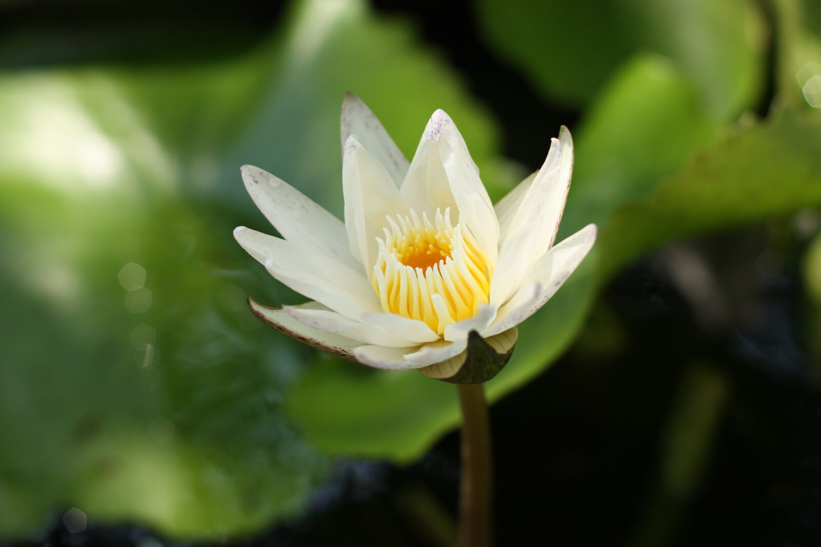 Canon EOS 450D (EOS Rebel XSi / EOS Kiss X2) sample photo. Water lilly, aquatic plant photography