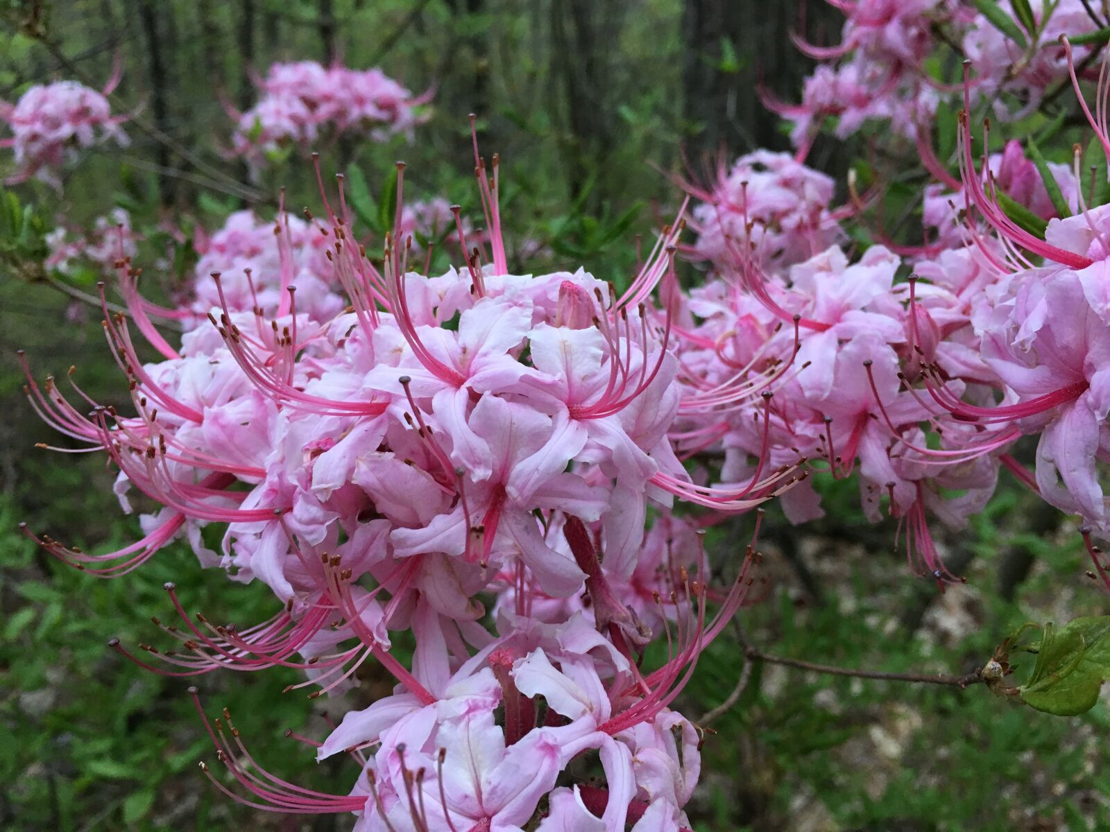 Apple iPhone 6s sample photo. Blossom, pink, forest photography