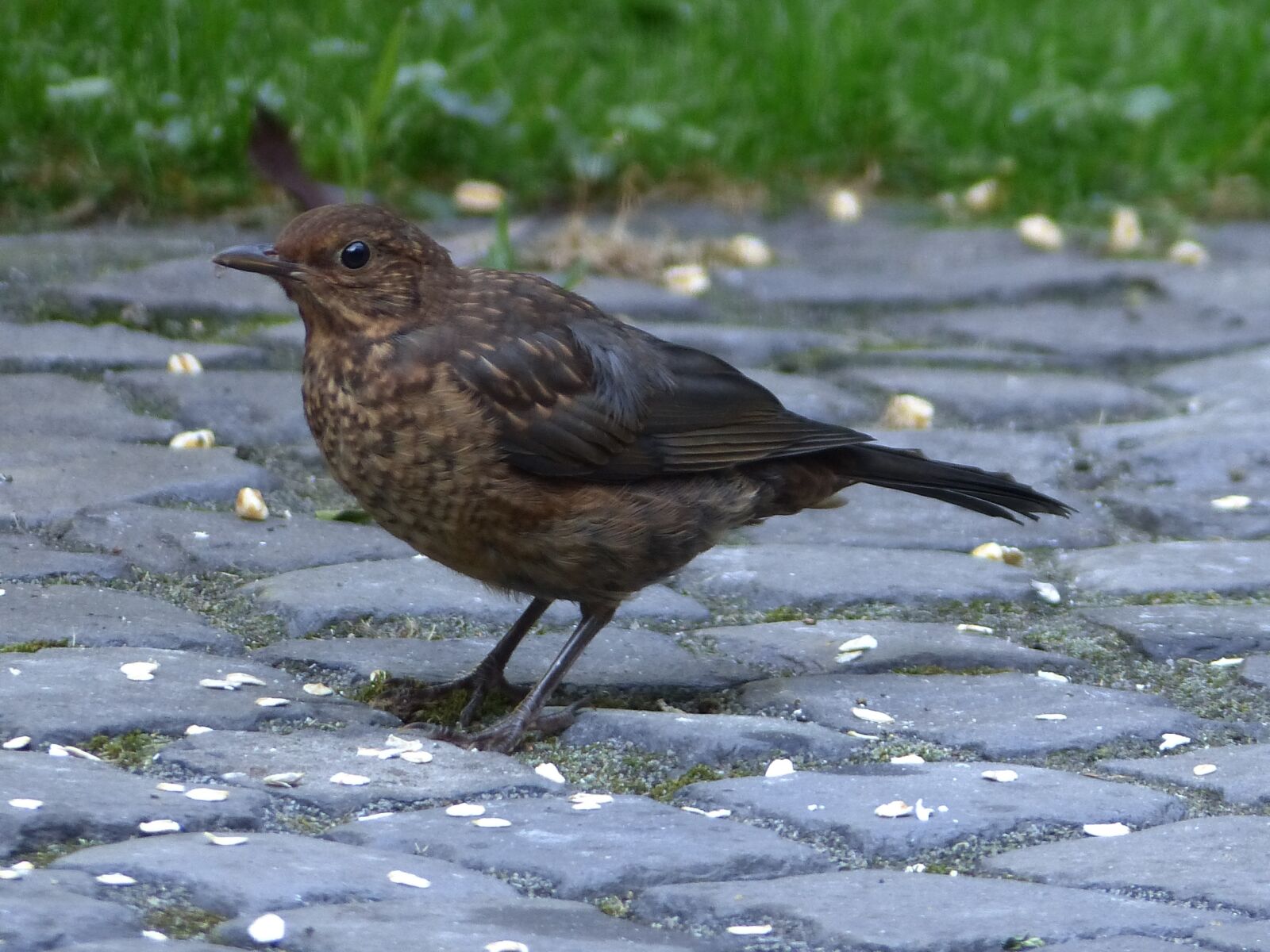 Panasonic Lumix DMC-FZ200 sample photo. Animals, birds, nature photography