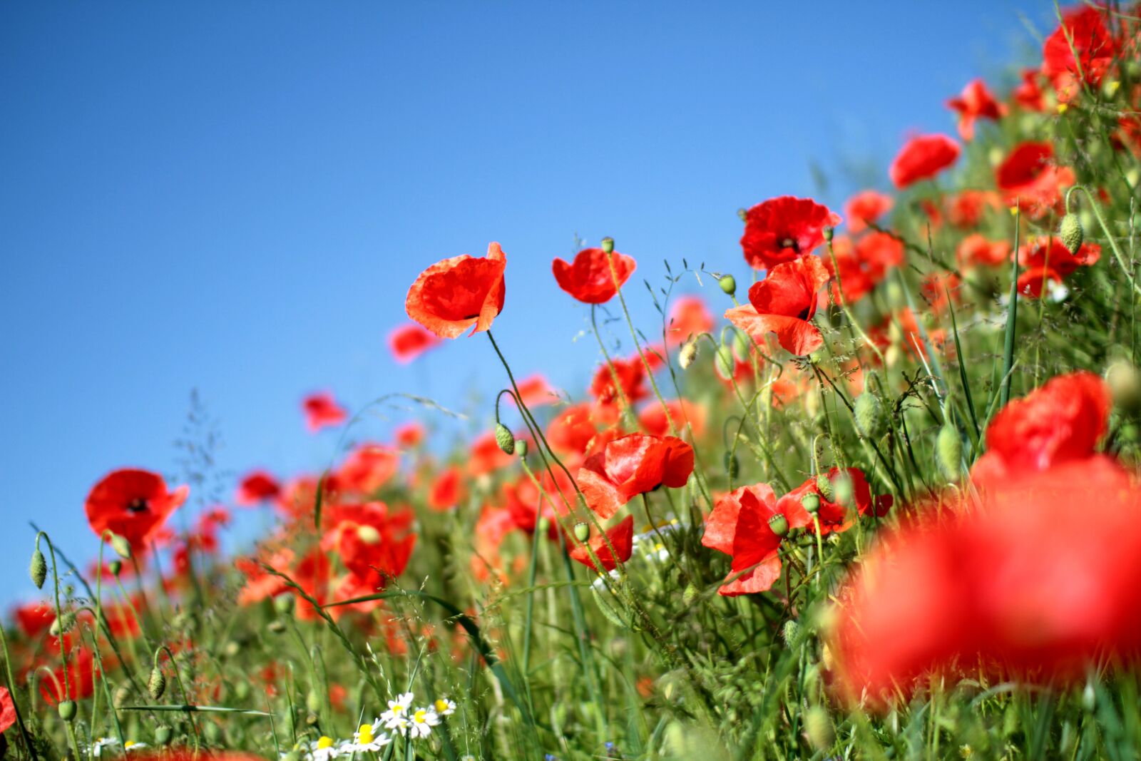 Canon EOS 7D sample photo. Poppies, poppy, red photography
