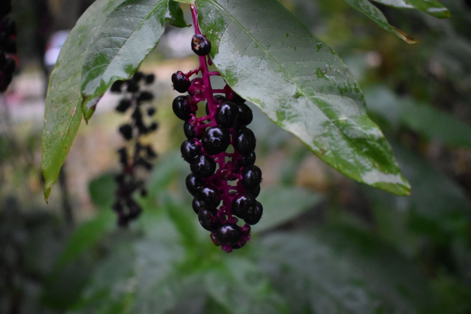 Nikon D5600 sample photo. Berry, leaves, rain photography