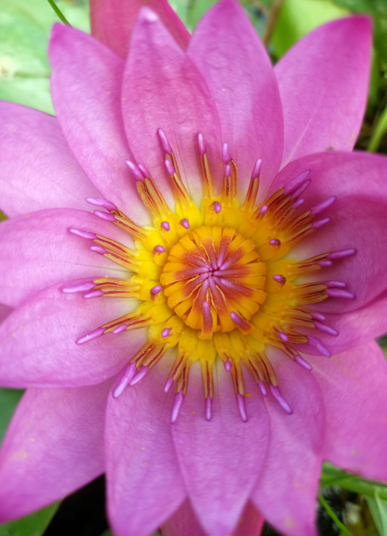 OPPO A59M sample photo. Blossom, lotus, purple, lotus photography