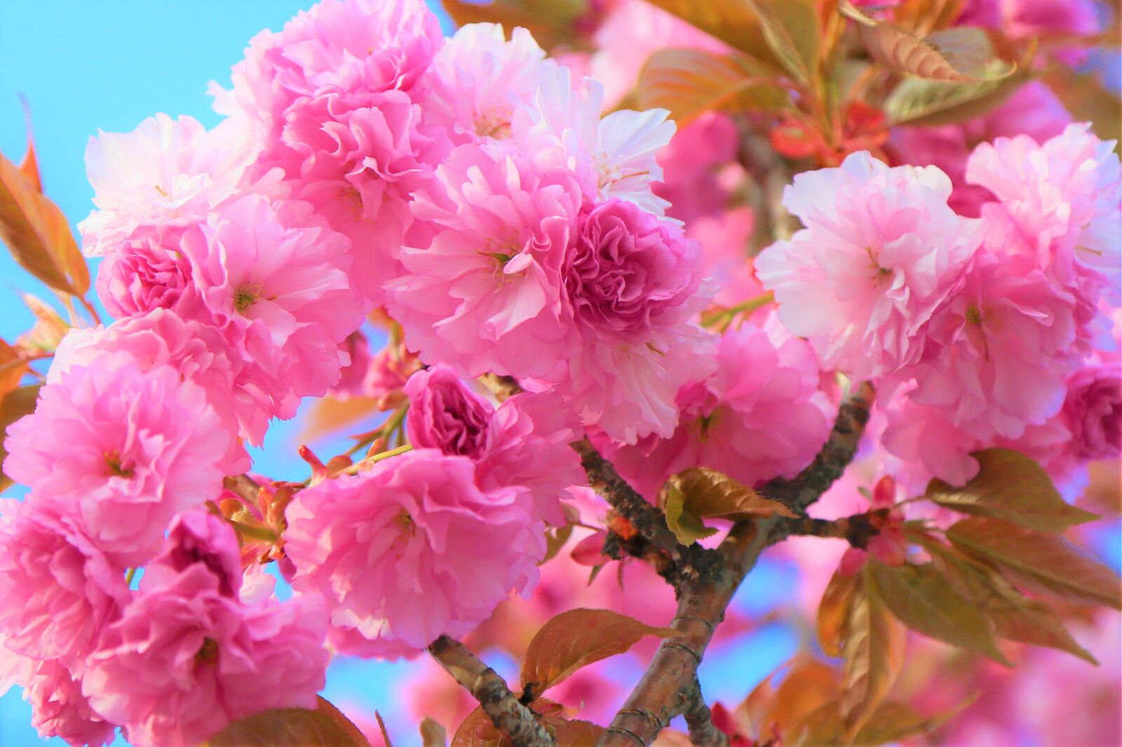 Canon EF 24-105mm F4L IS USM sample photo. Japanese cherry tree, flower photography