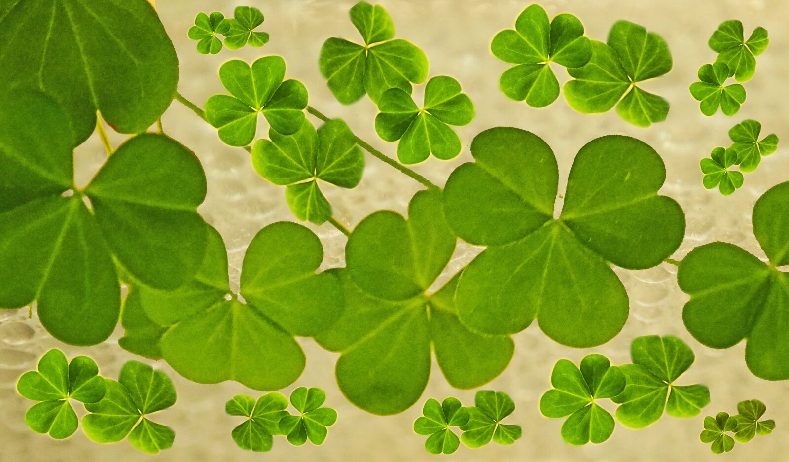 Olympus TG-5 sample photo. Leaves, oxalis, weeds photography