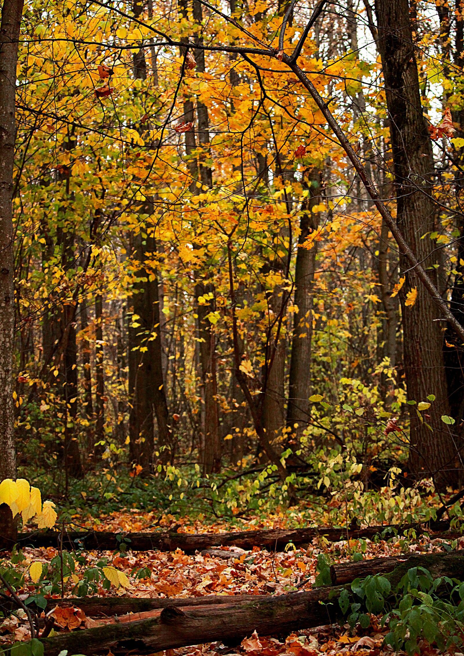 Canon EOS 1200D (EOS Rebel T5 / EOS Kiss X70 / EOS Hi) sample photo. Autumn, forest, trail photography