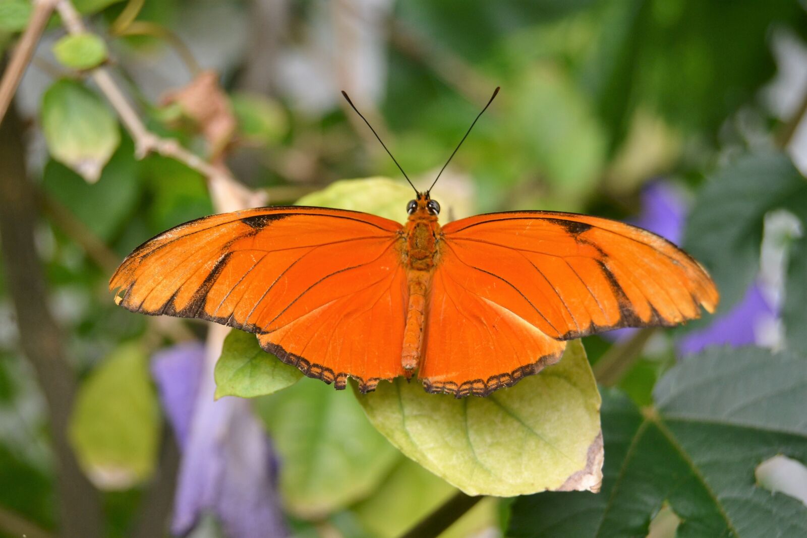 Nikon D3100 sample photo. Butterfly, nature, garden photography