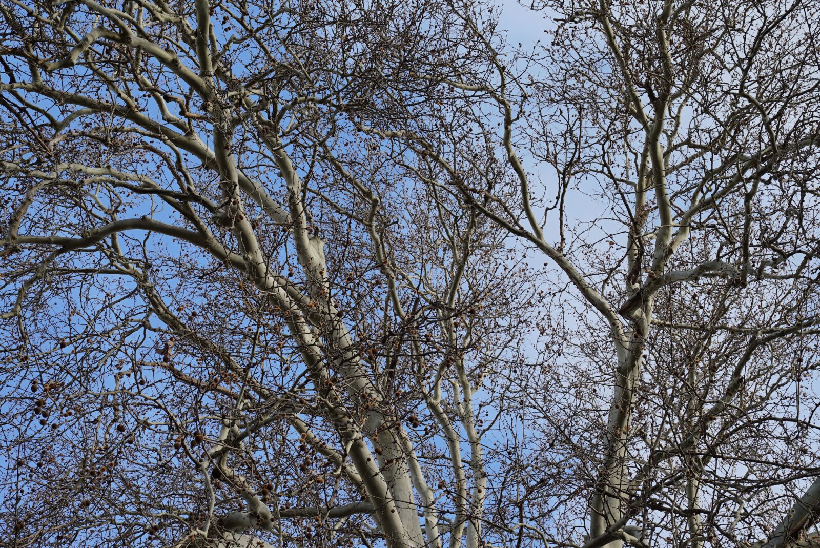 Sony a7S sample photo. Winter, bare trees, silhouette photography