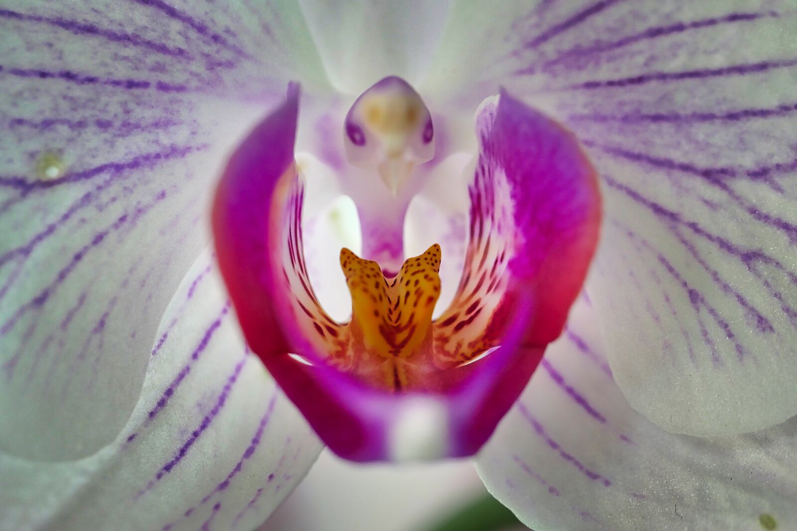 Panasonic Lumix DMC-GX8 sample photo. Flower, nature, plant photography
