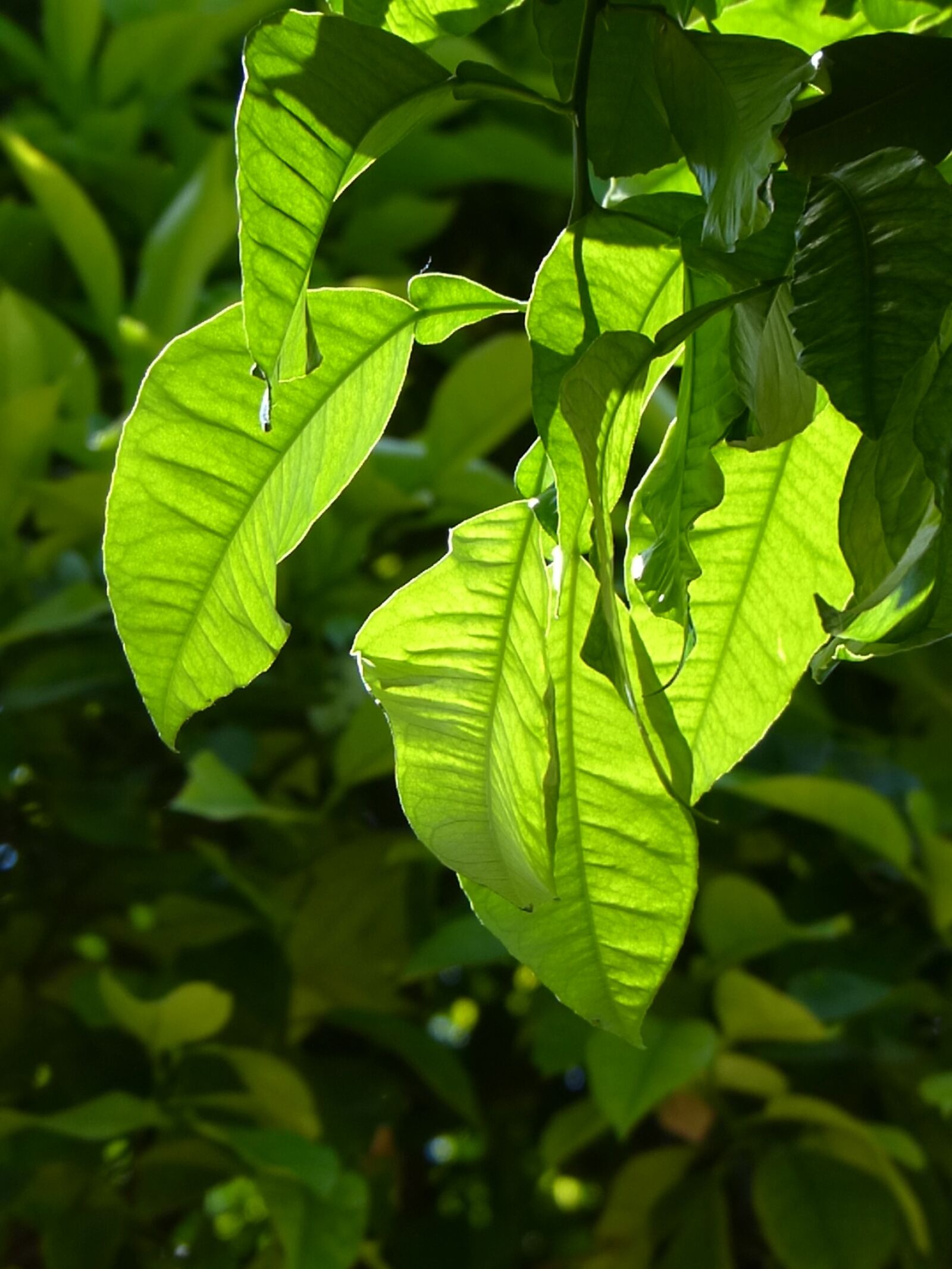 Panasonic Lumix DMC-FZ200 sample photo. Leaves, farbenspiel, shades of photography