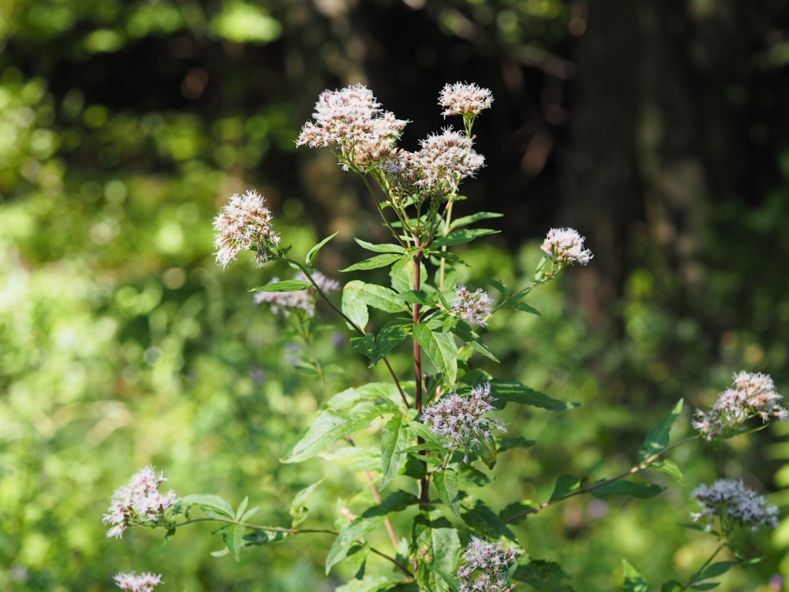 Olympus M.Zuiko Digital ED 60mm F2.8 Macro sample photo. Flower, forest, romance photography