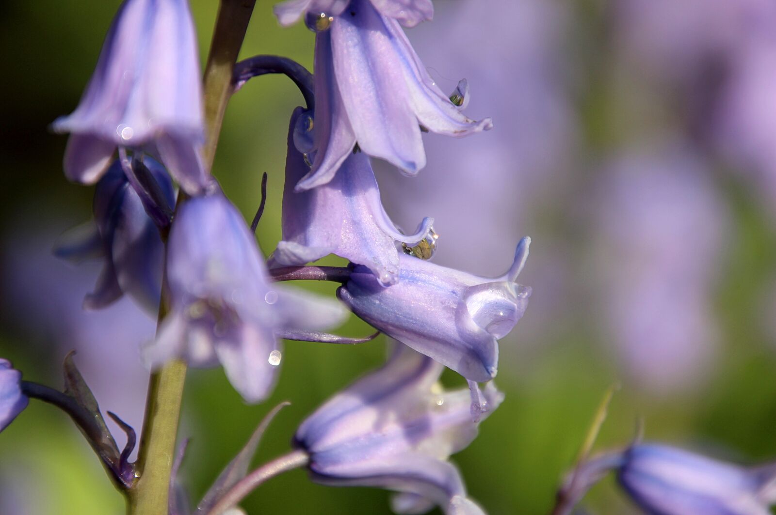 Canon EOS 600D (Rebel EOS T3i / EOS Kiss X5) sample photo. Flower, spring, hyacinth photography