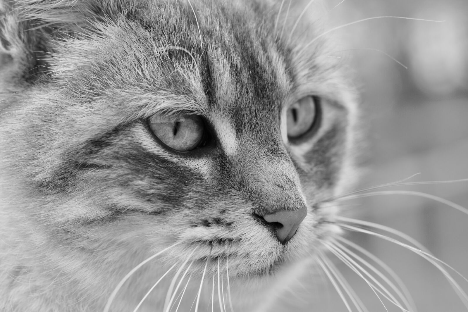 Nikon D5600 sample photo. Cat, feline, animal photography