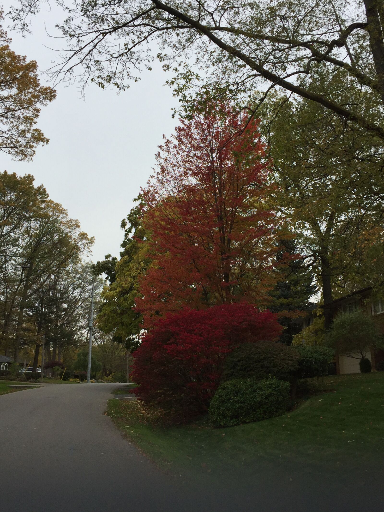 Apple iPhone 6 sample photo. Tree, fall, autumn photography