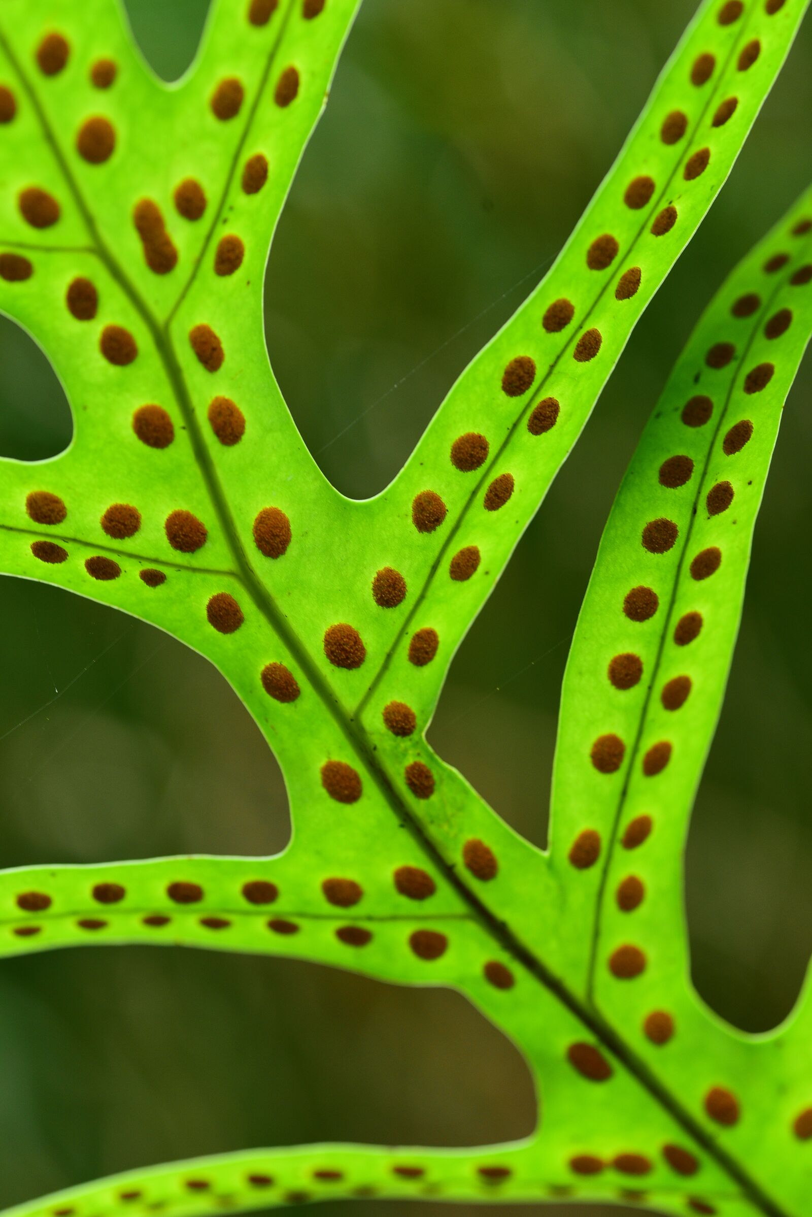 Nikon D750 sample photo. Leaf, plant, close-up photography