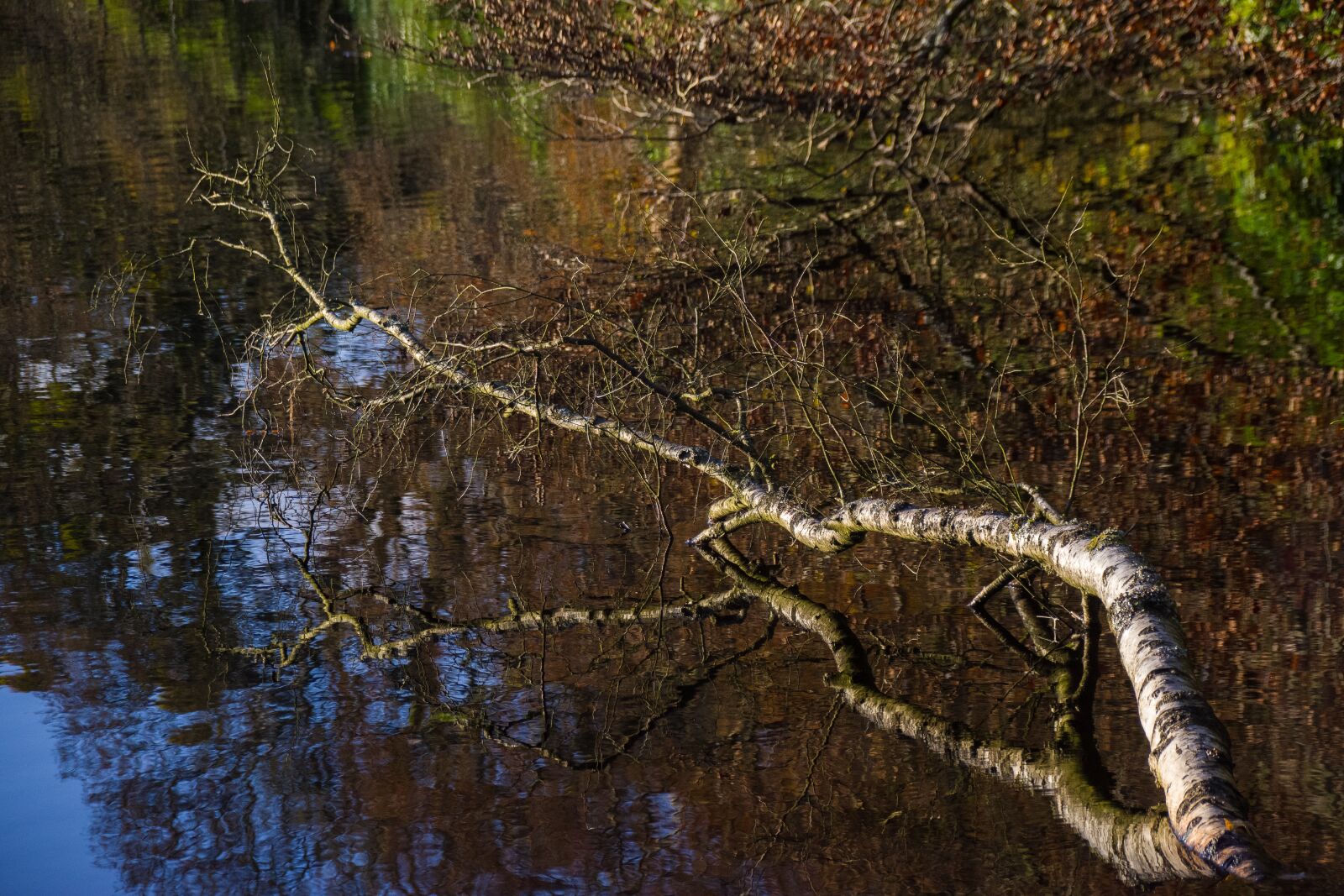 Pentax K-70 sample photo. Branch, water, mirroring photography