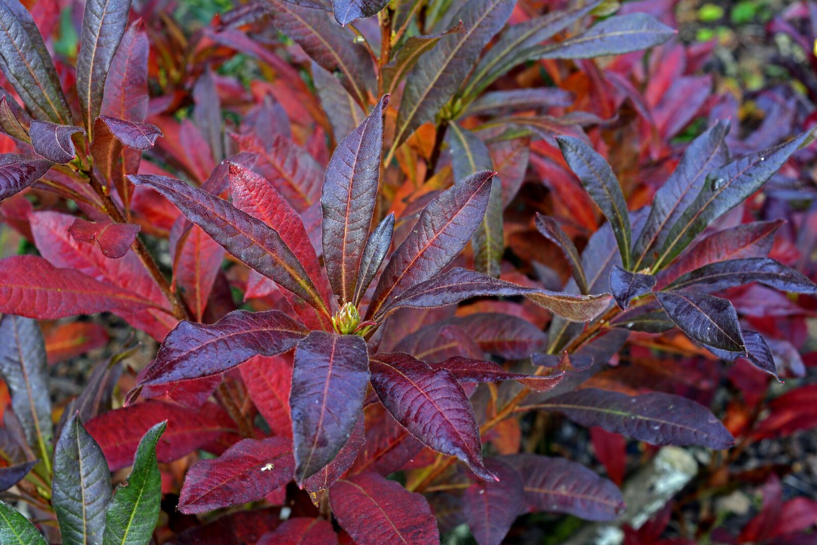 Nikon D7100 sample photo. Rhododendron, bud, autumn photography