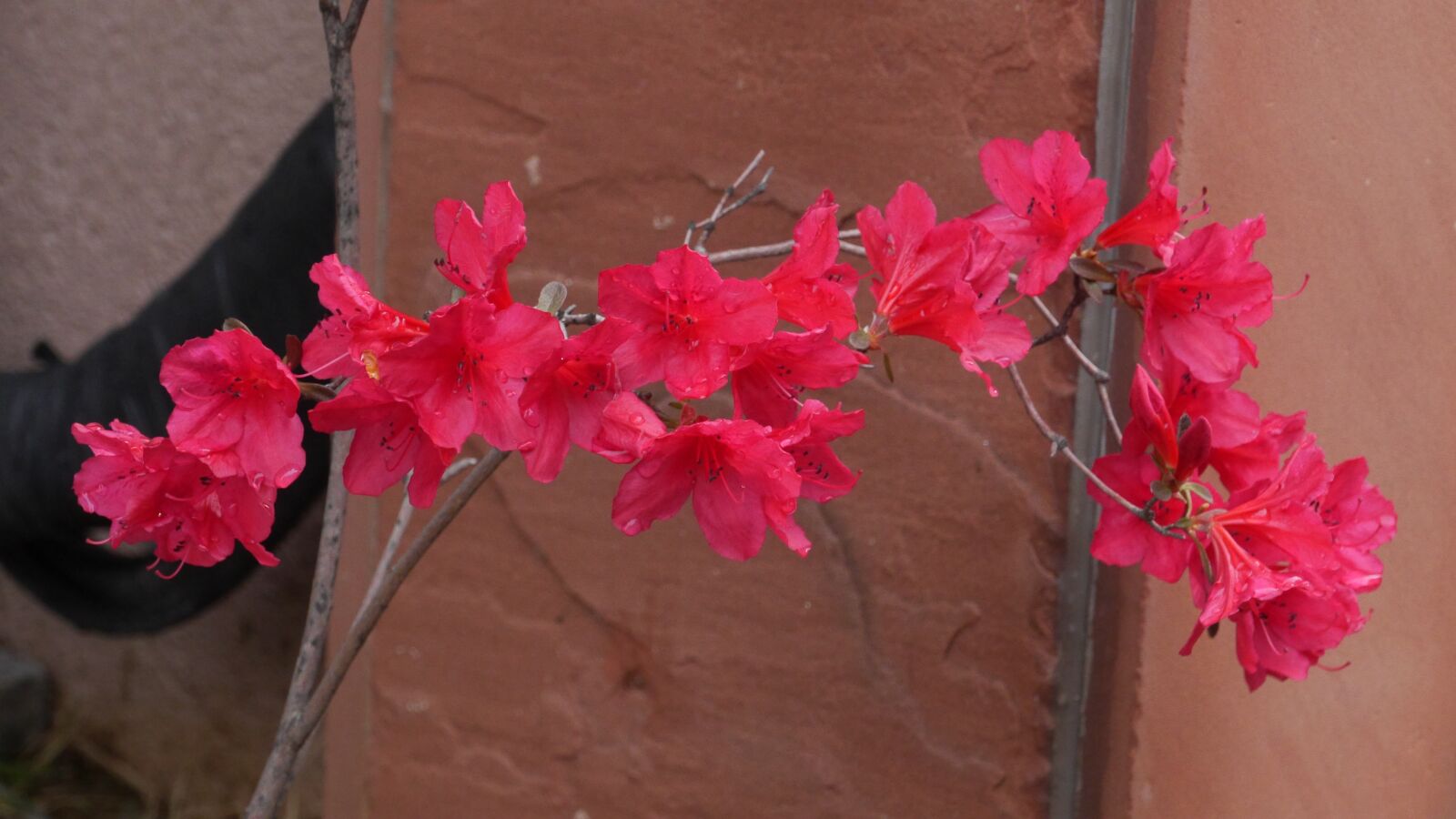 Panasonic Lumix DMC-GH3 sample photo. Flowers, nature, plants photography