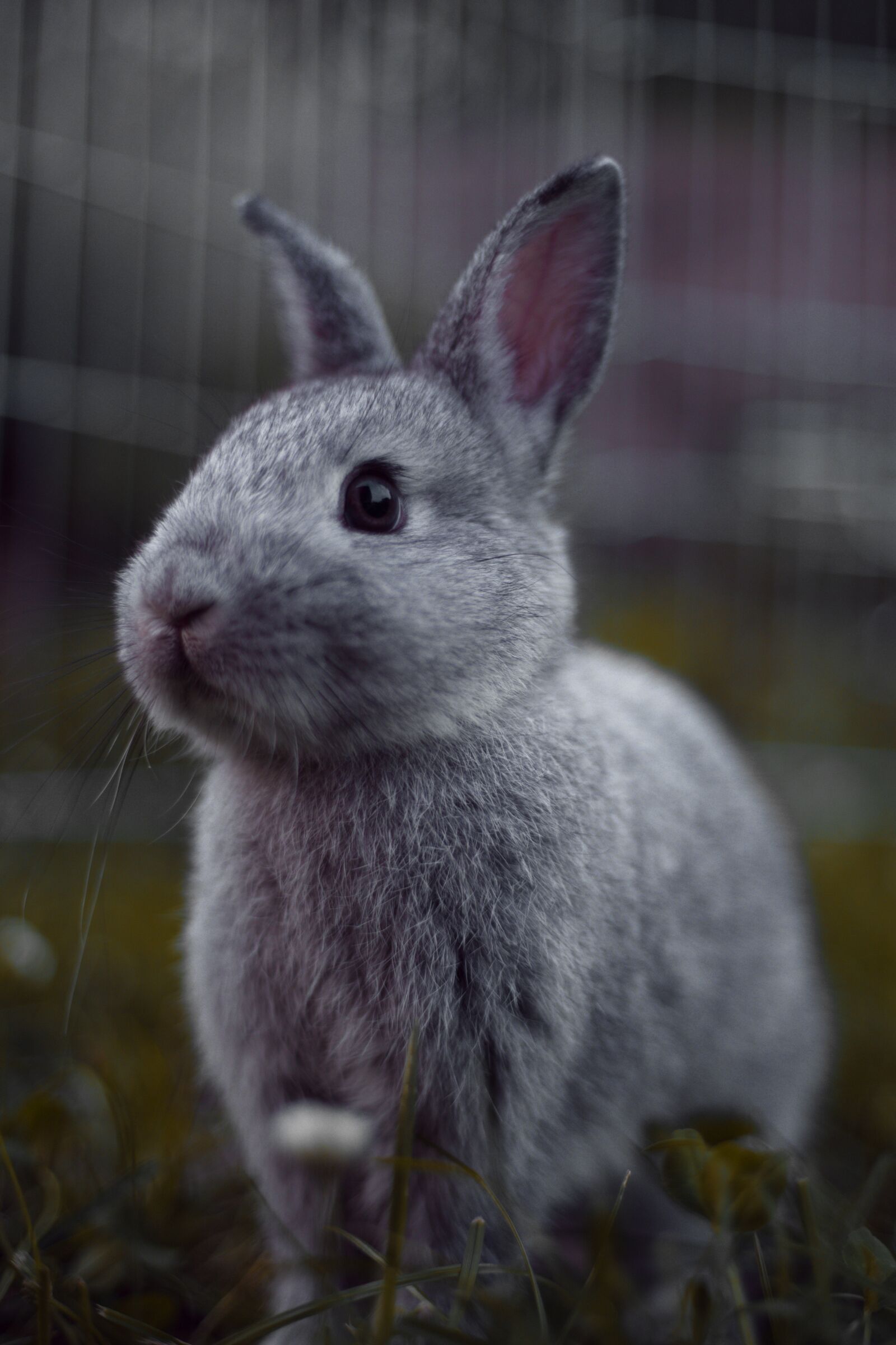 Canon EF 50mm F1.8 II sample photo. Rabbit, rodents, mammal photography