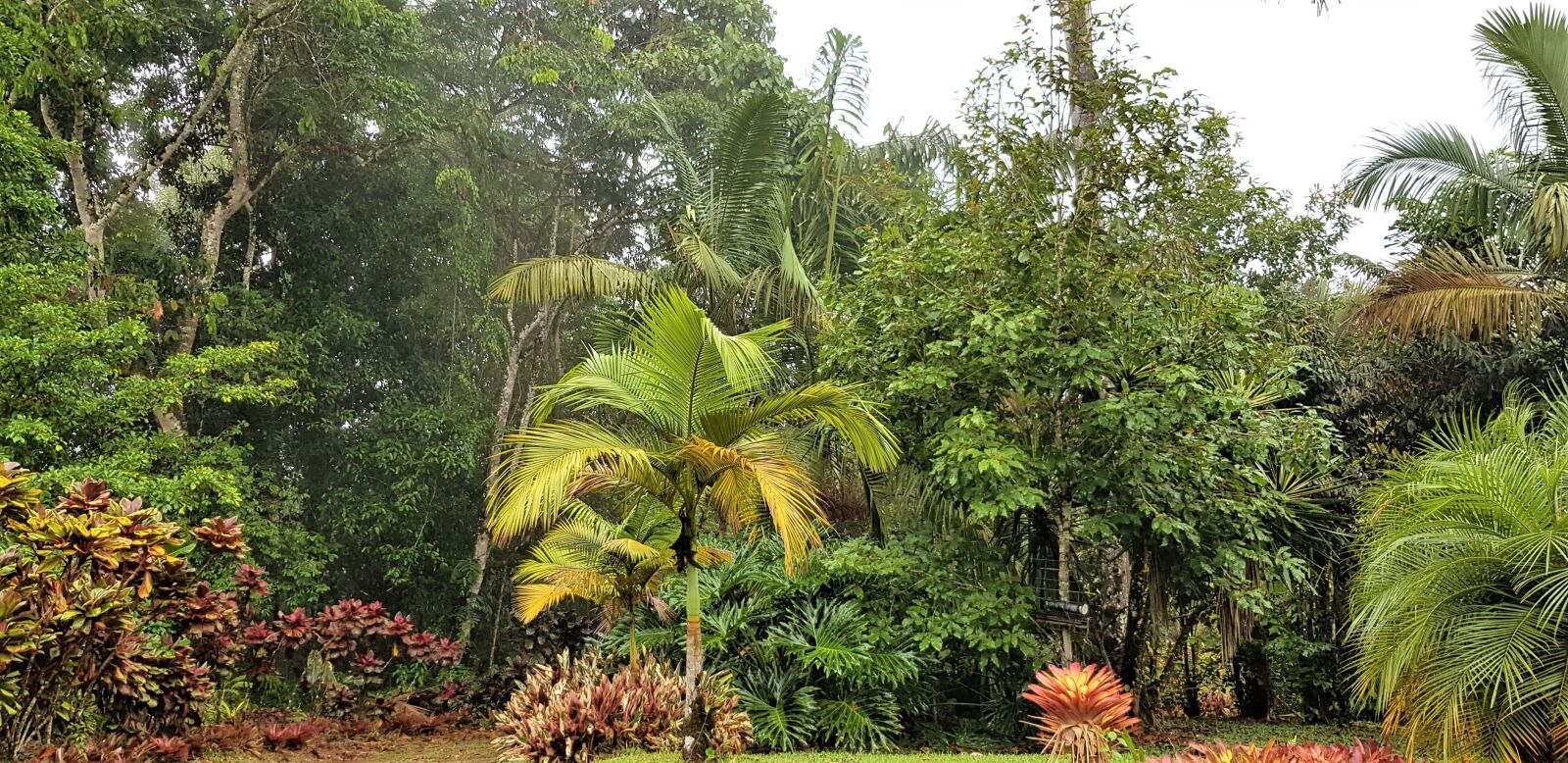 Samsung Galaxy S8+ sample photo. Naturaleza, plantas, arbustos photography