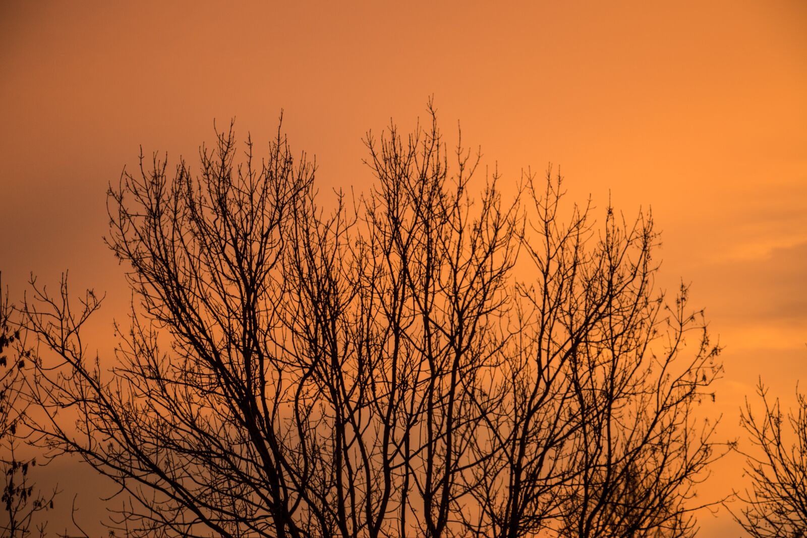 Canon EOS 70D sample photo. Sky, tree, autumn photography