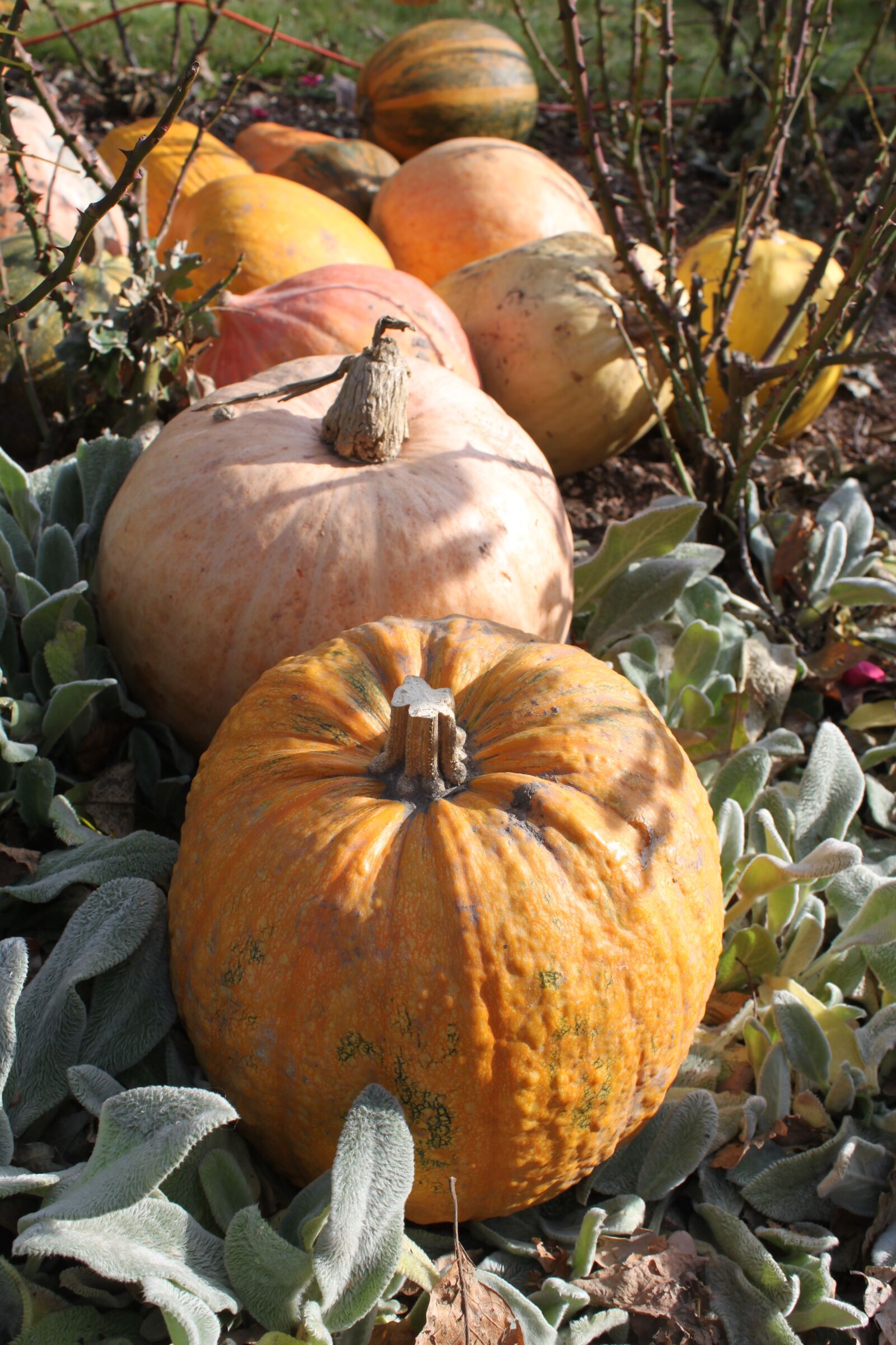 Canon EOS 500D (EOS Rebel T1i / EOS Kiss X3) sample photo. Pumpkins, autumn, halloween photography