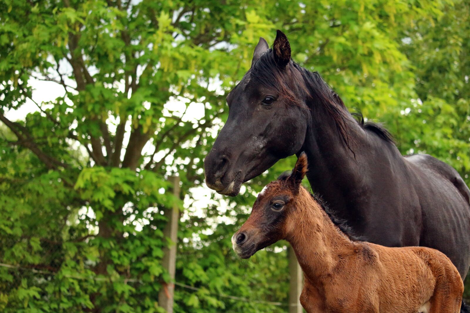 Canon EOS 100D (EOS Rebel SL1 / EOS Kiss X7) sample photo. Horse, foal, suckling photography