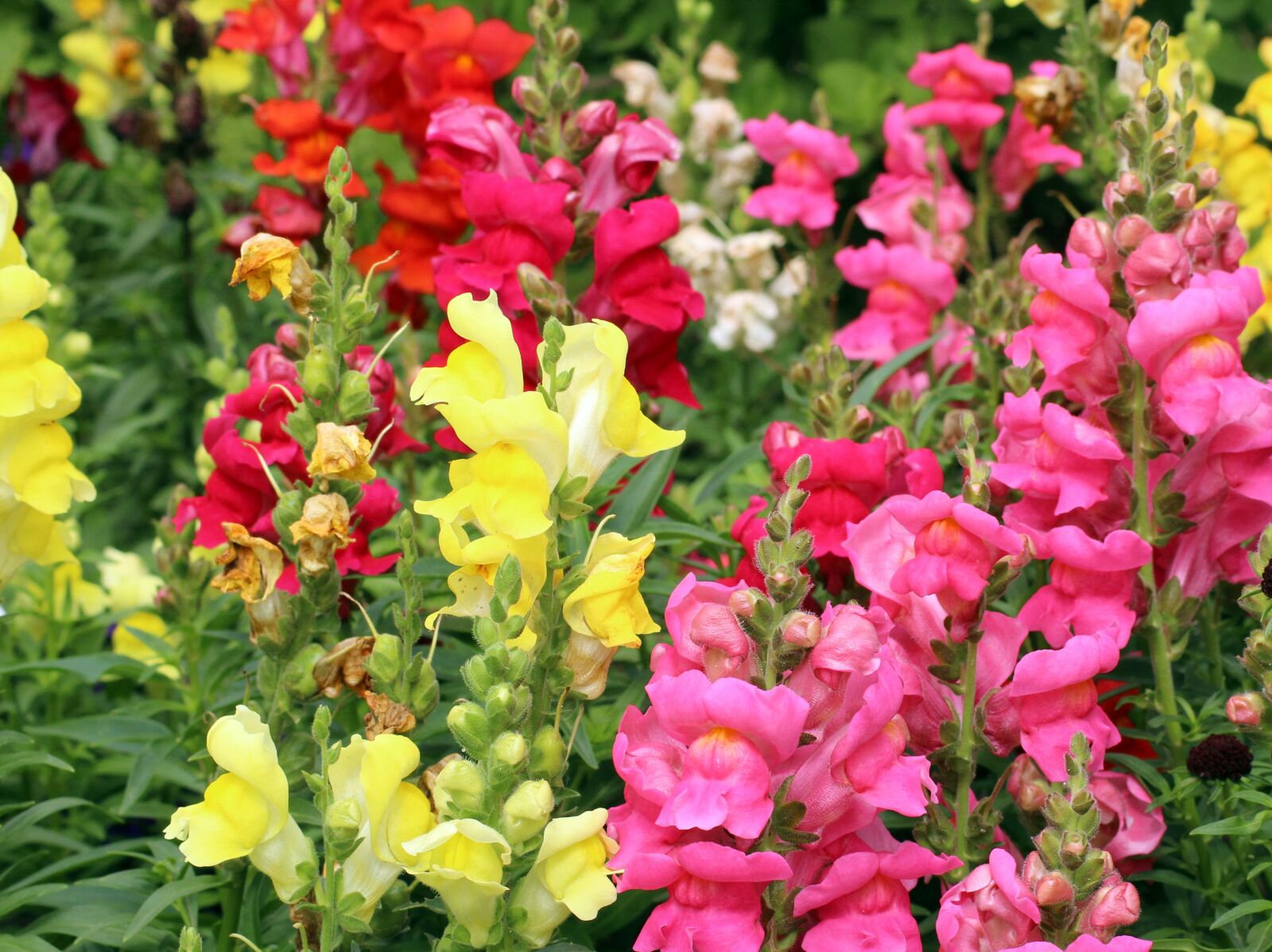 Canon EOS 1200D (EOS Rebel T5 / EOS Kiss X70 / EOS Hi) sample photo. Flowers, colorful, snapdragons photography