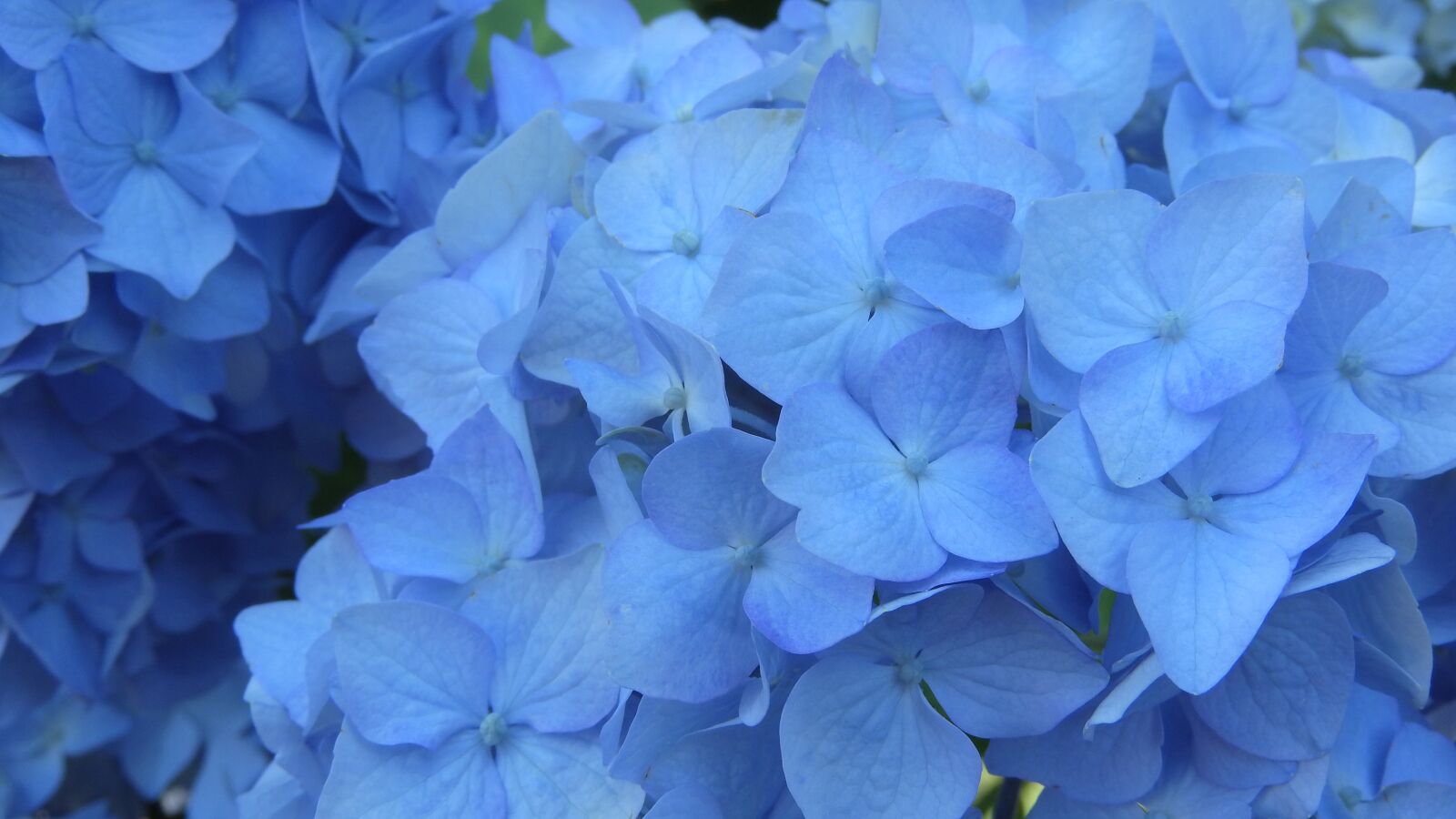 Nikon Coolpix P610 sample photo. Hydrangea, flower, inflorescence photography