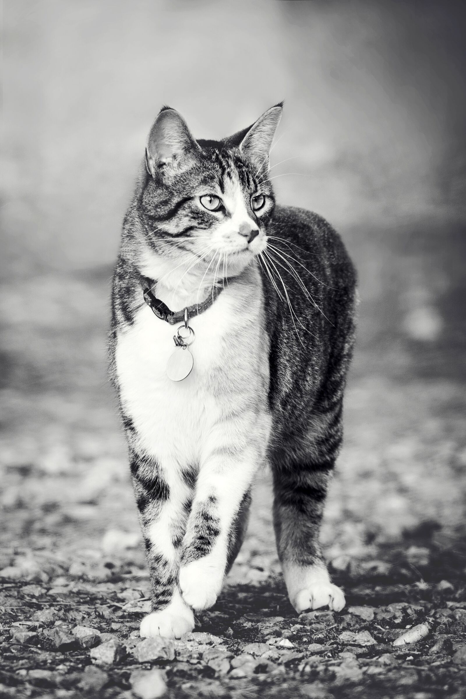 Nikon D7200 sample photo. Cat, portrait, mammal photography
