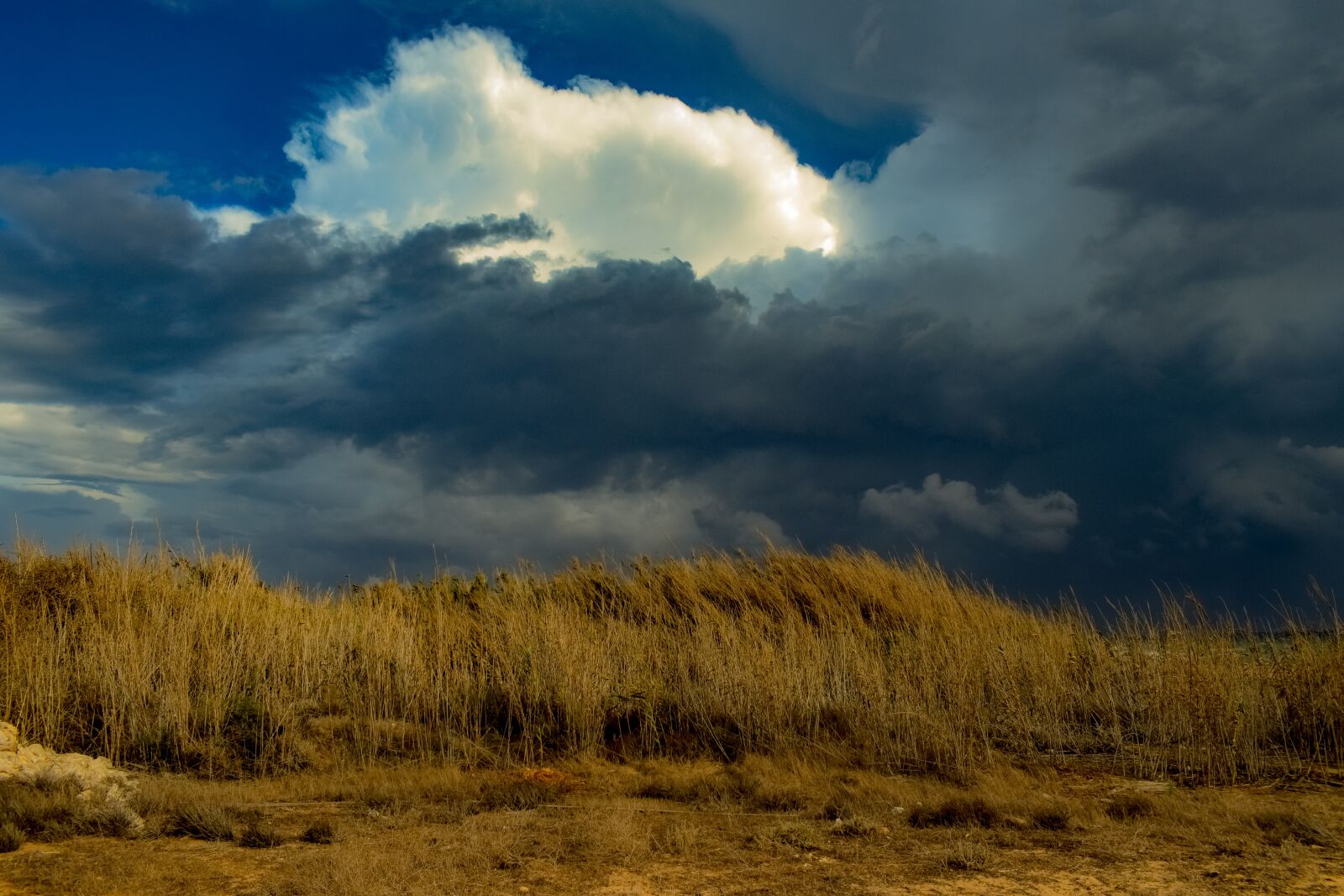 Nikon D3300 sample photo. Reeds, countryside, dark sky photography