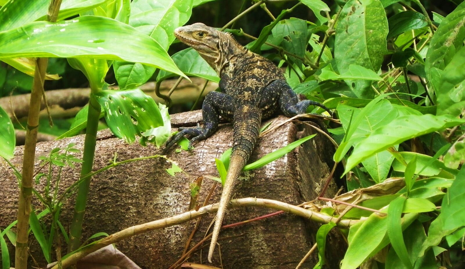 Pentax X90 sample photo. Wildlife, animal, iguana photography
