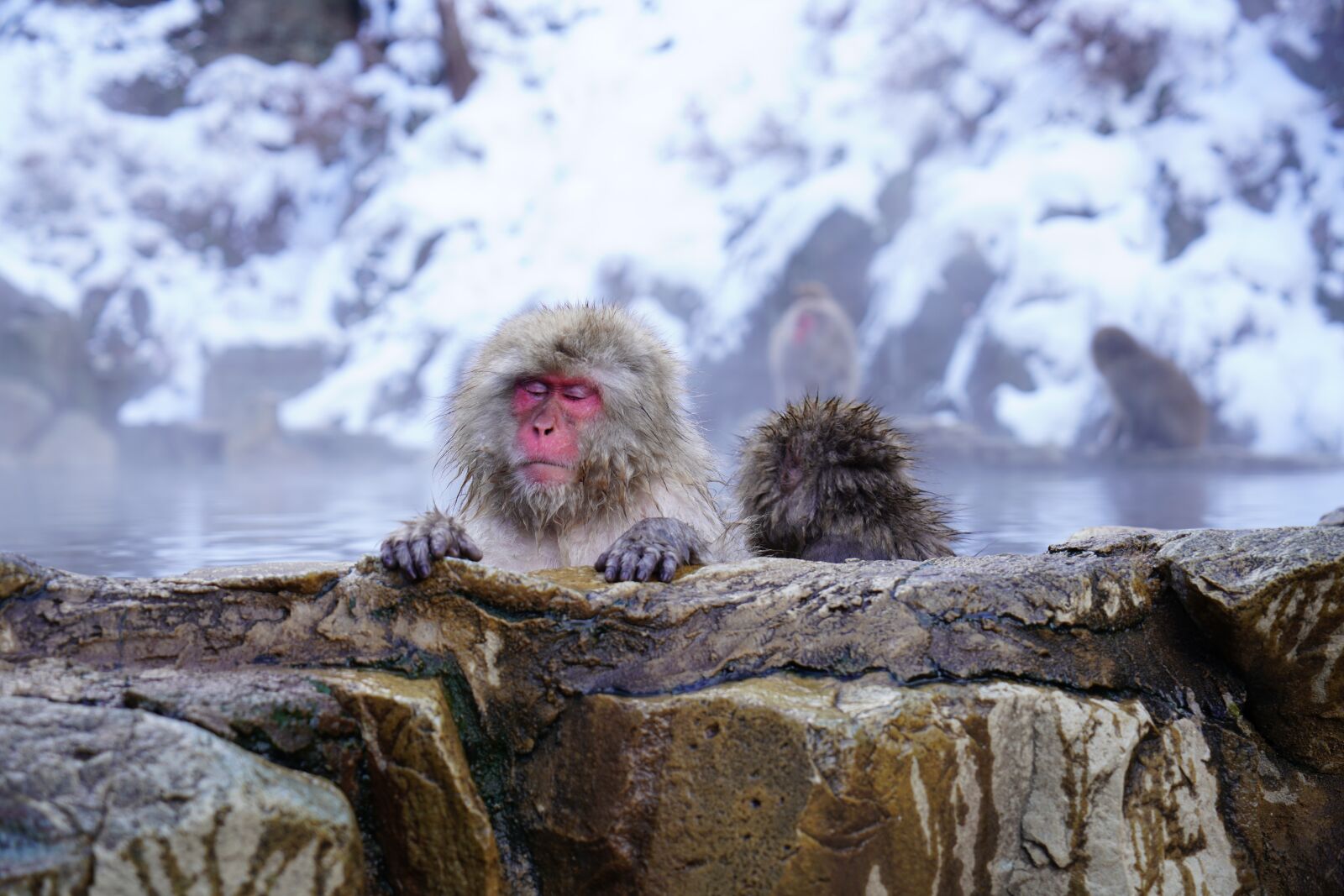 Sony a7R III sample photo. Nagano, monkey, onsen photography