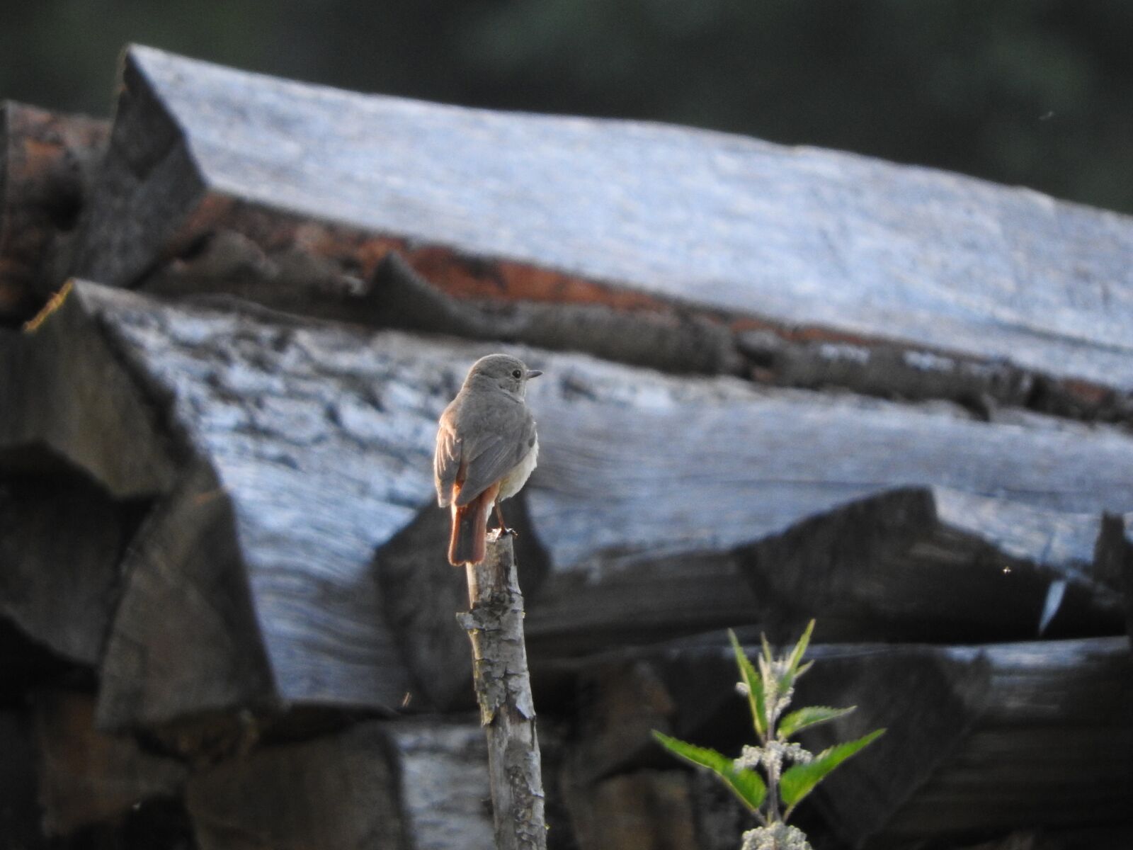 Nikon Coolpix P610 sample photo. Bird, nature, animal photography