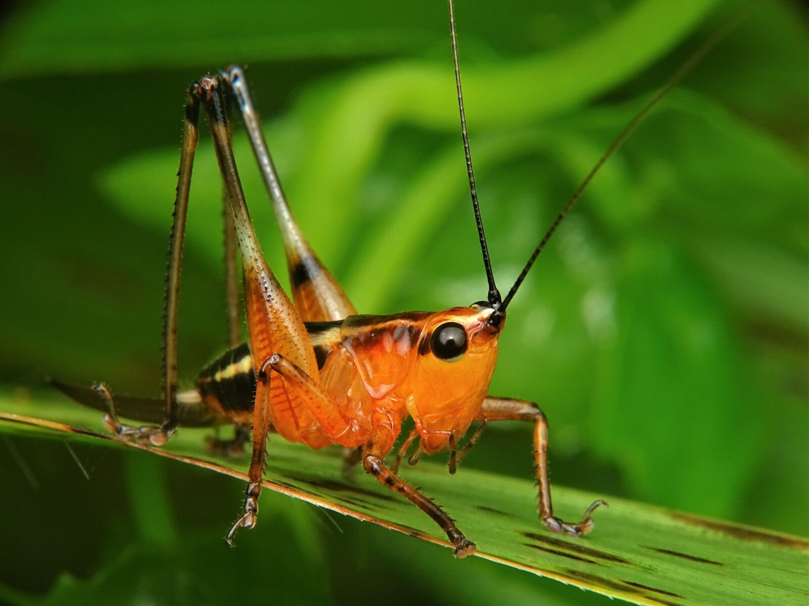 Sony Cyber-shot DSC-HX350 sample photo. Grasshopper, katydid, locust photography
