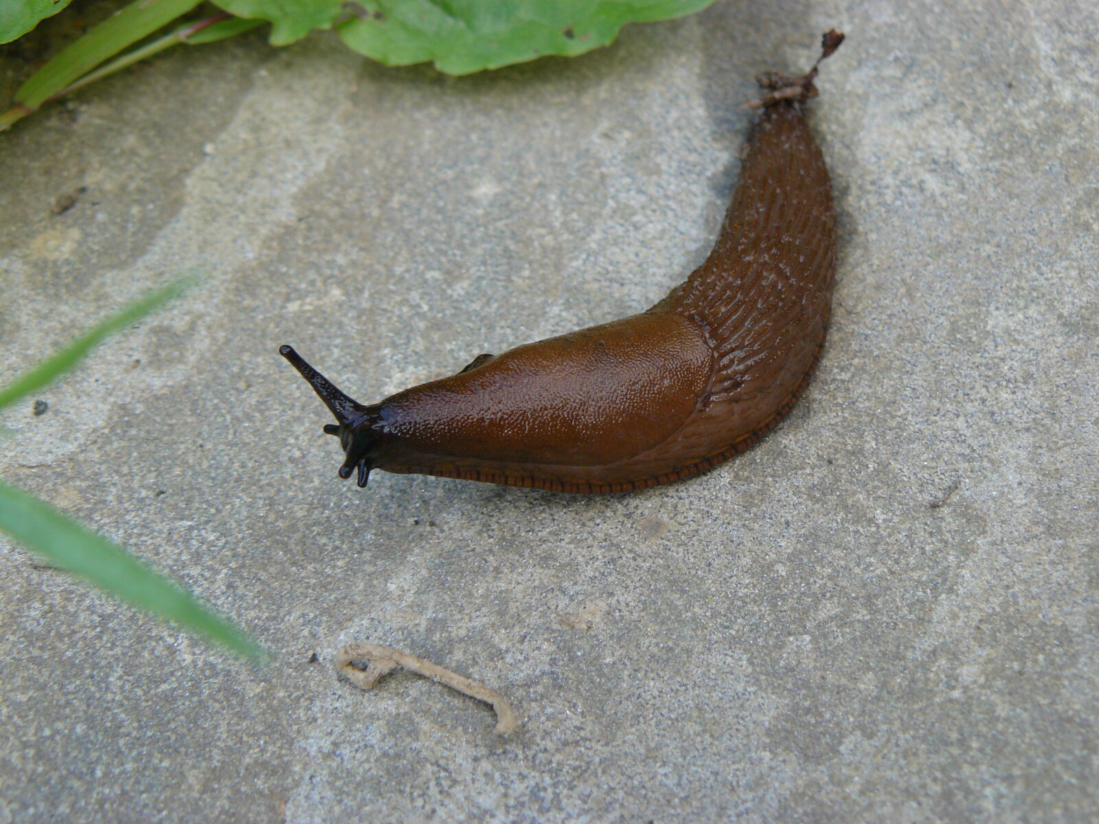 Panasonic DMC-FZ8 sample photo. Animal, rock, snail photography