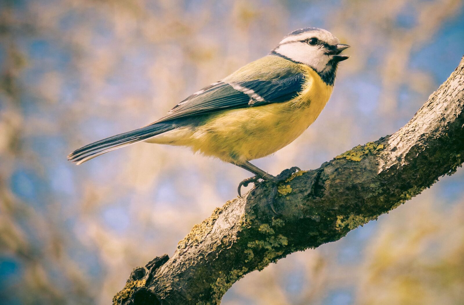 Canon EOS 70D sample photo. Tit, bird, pastel photography