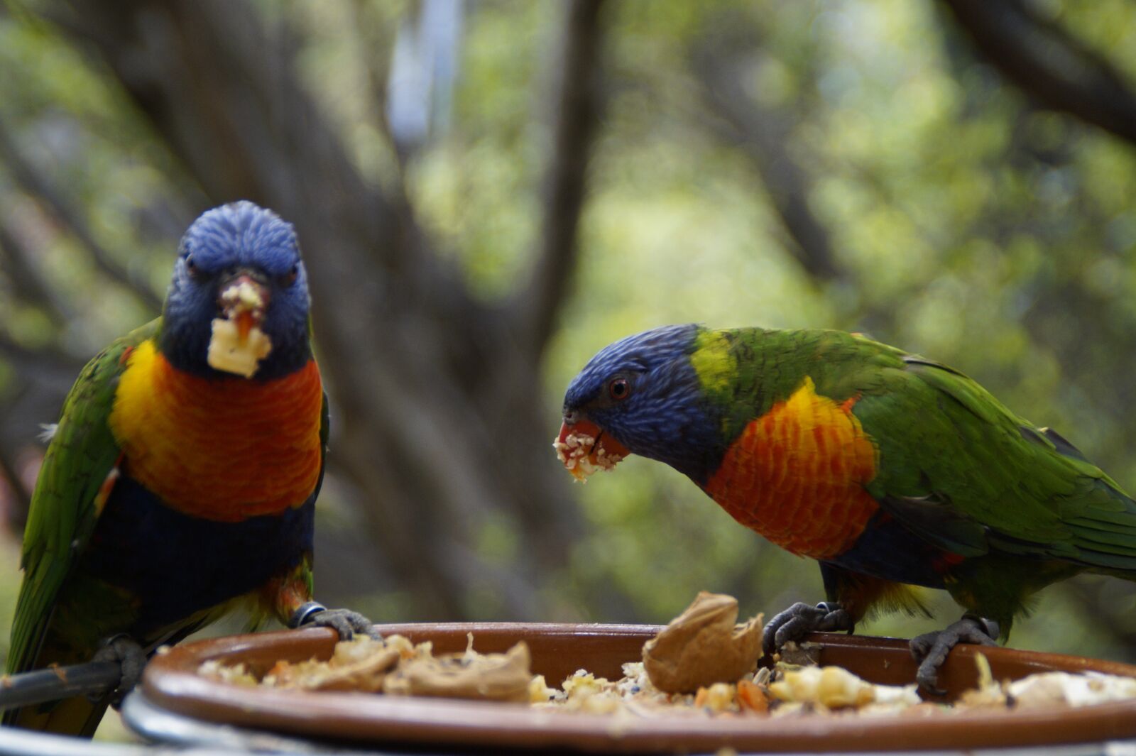 Sony SLT-A58 sample photo. Lori, eat, loro park photography